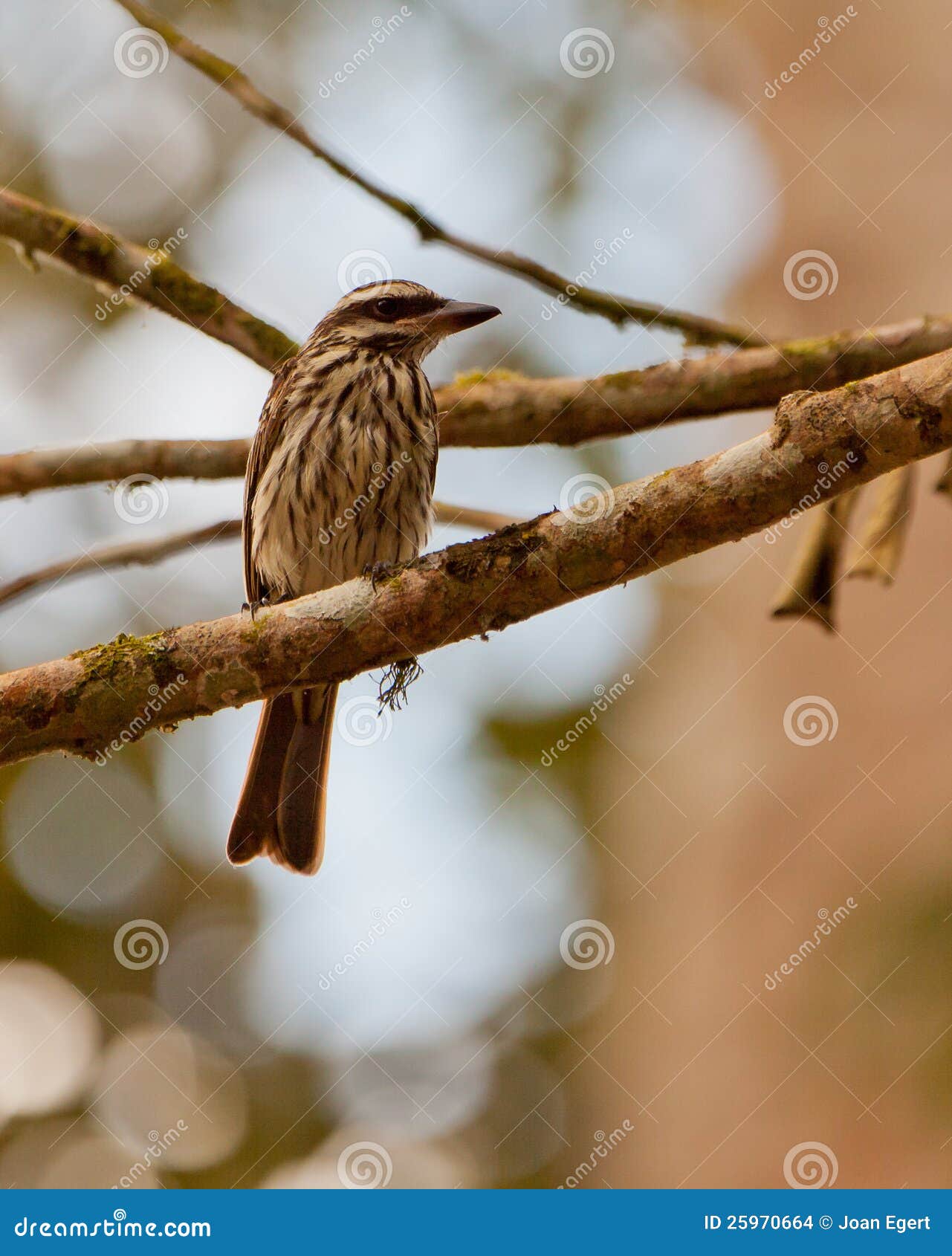 Great Kiskadee bird stock photo. Image of pitangus, creature 25970664