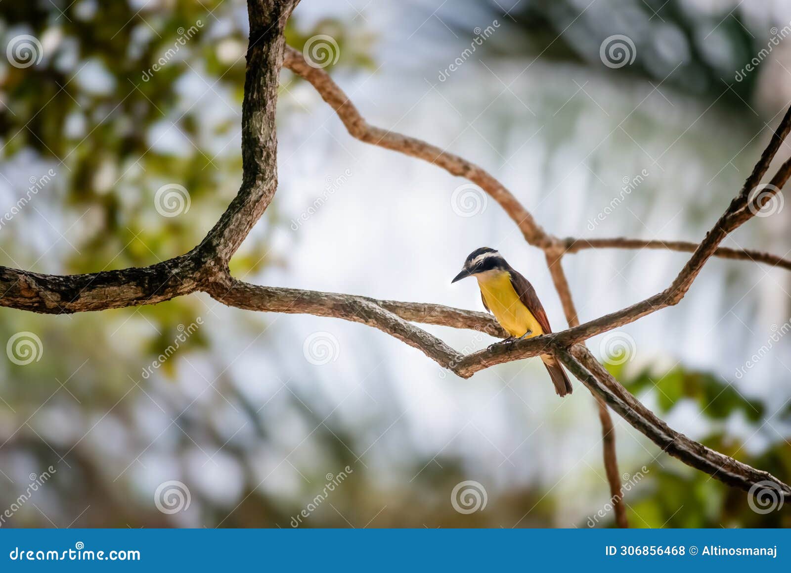great kiskadee bird in trinidad and tobago pitangus sulphuratus tropical