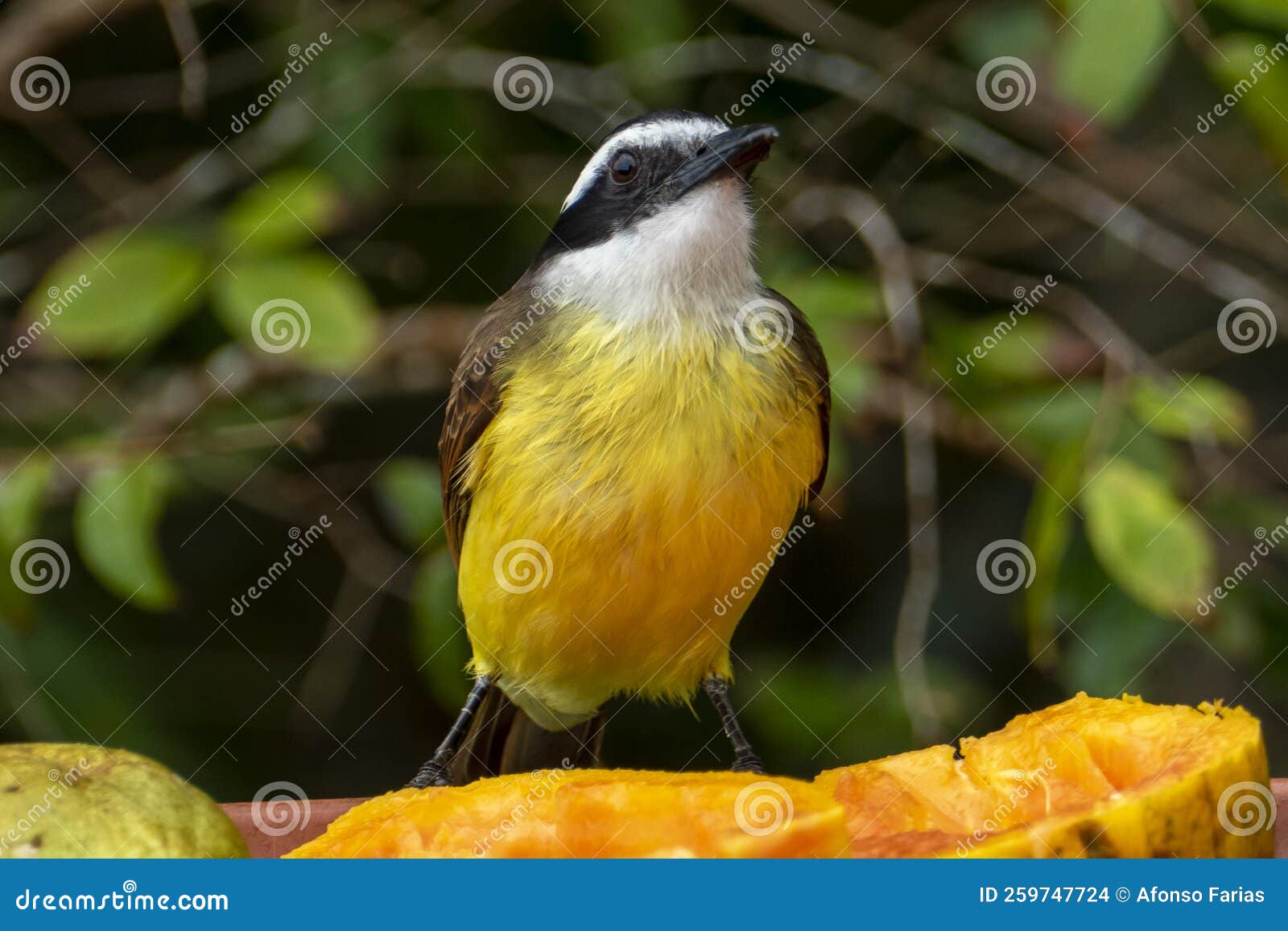 the great kiskadee pitangus sulphuratus is a passerine bird in the tyrant flycatcher family tyrannidae.