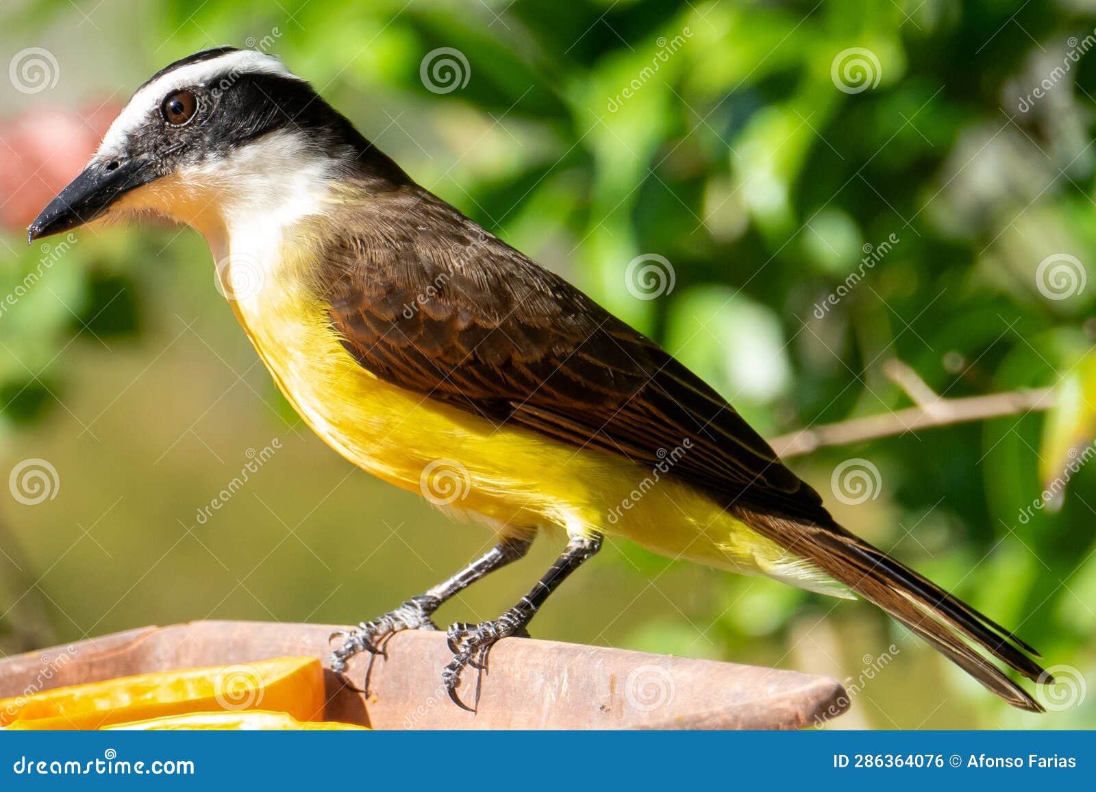 the great kiskadee (pitangus sulphuratus) is a passerine bird in the tyrant flycatcher family tyrannidae, it .