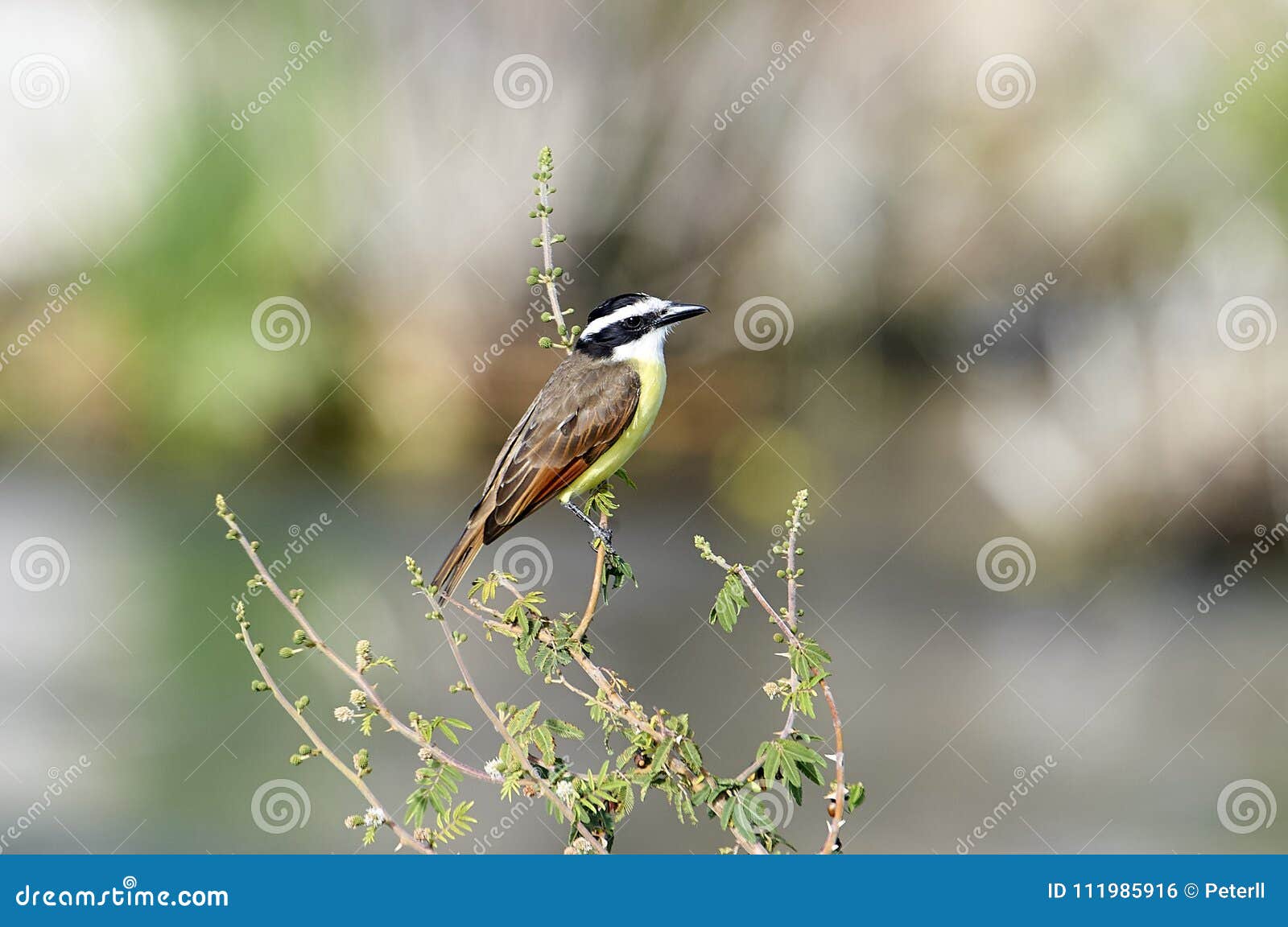 great kiskadee perched in a small tree
