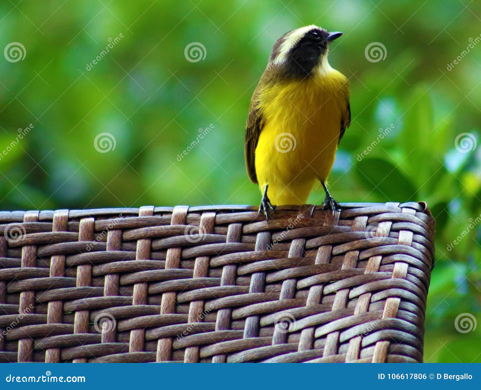Great Kiskadee Yellow Costa Rican Bird Stock Photo Image of sunshine