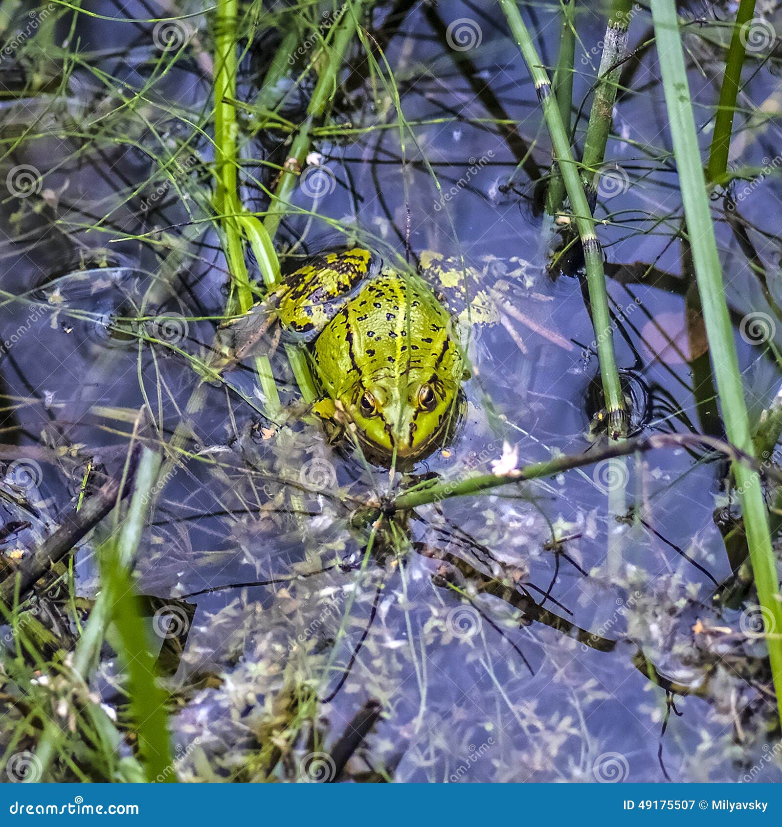 great little frog, green in a swamp