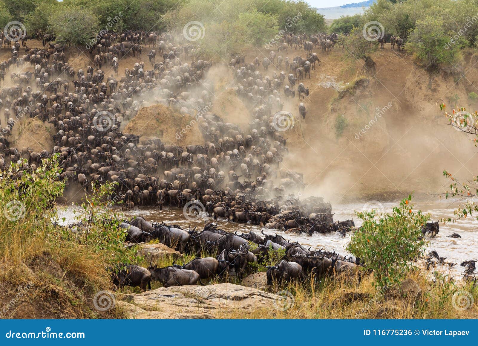 great migration in africa. huge herds of herbivores cross the mara river. kenya