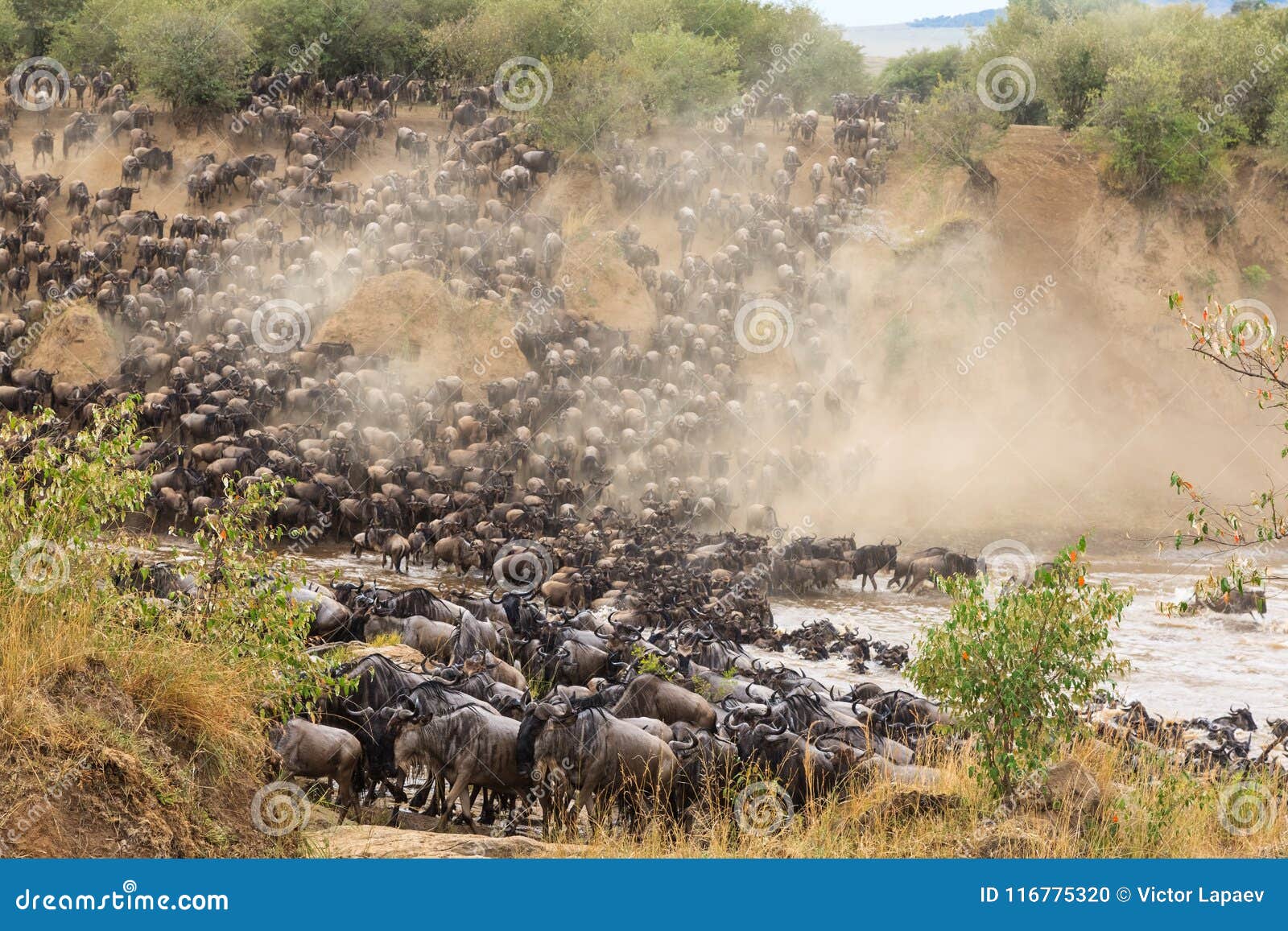 great migration in africa. huge herds of herbivores. mara river, kenya
