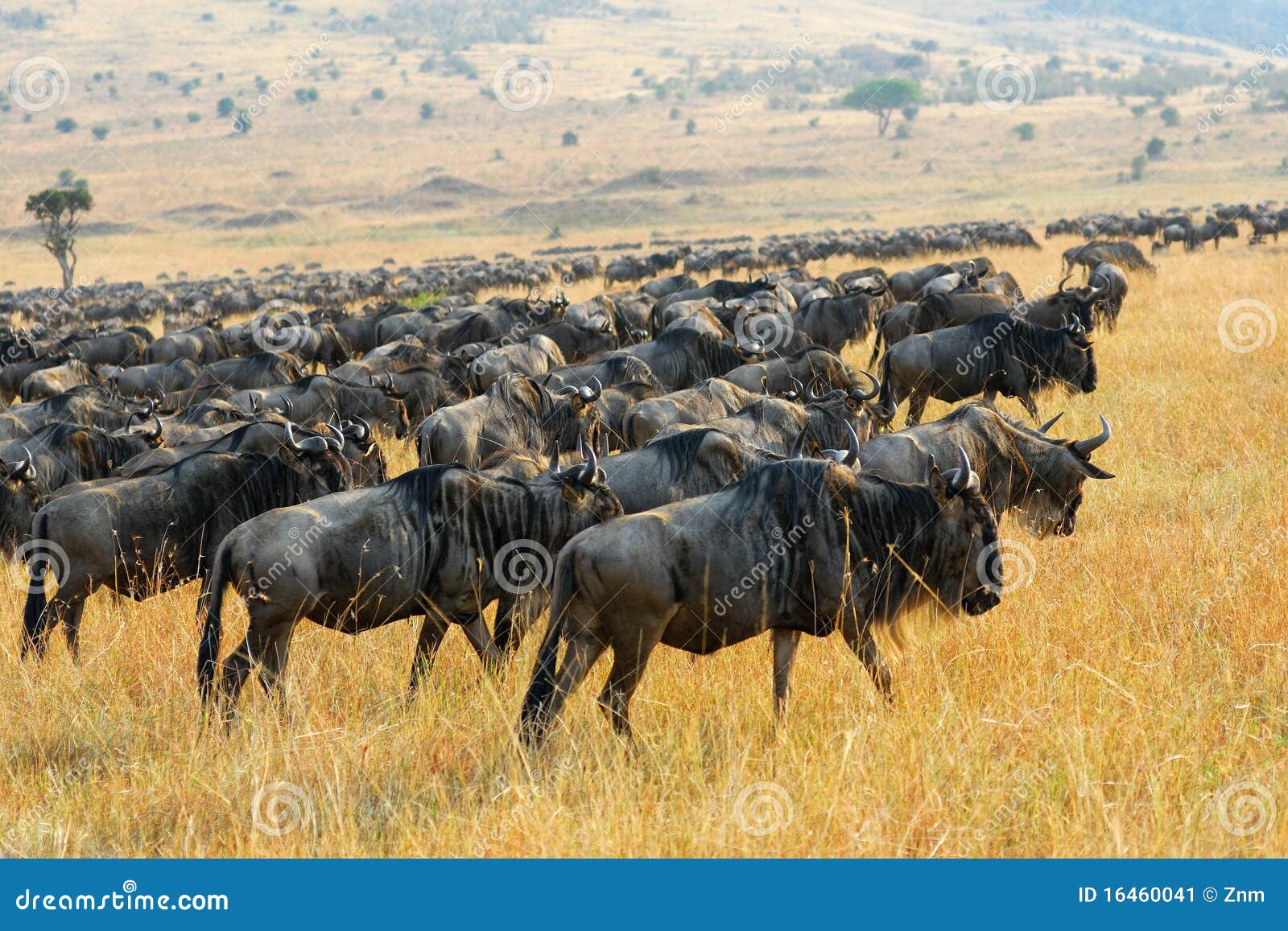 great migration of antelopes wildebeest, kenya