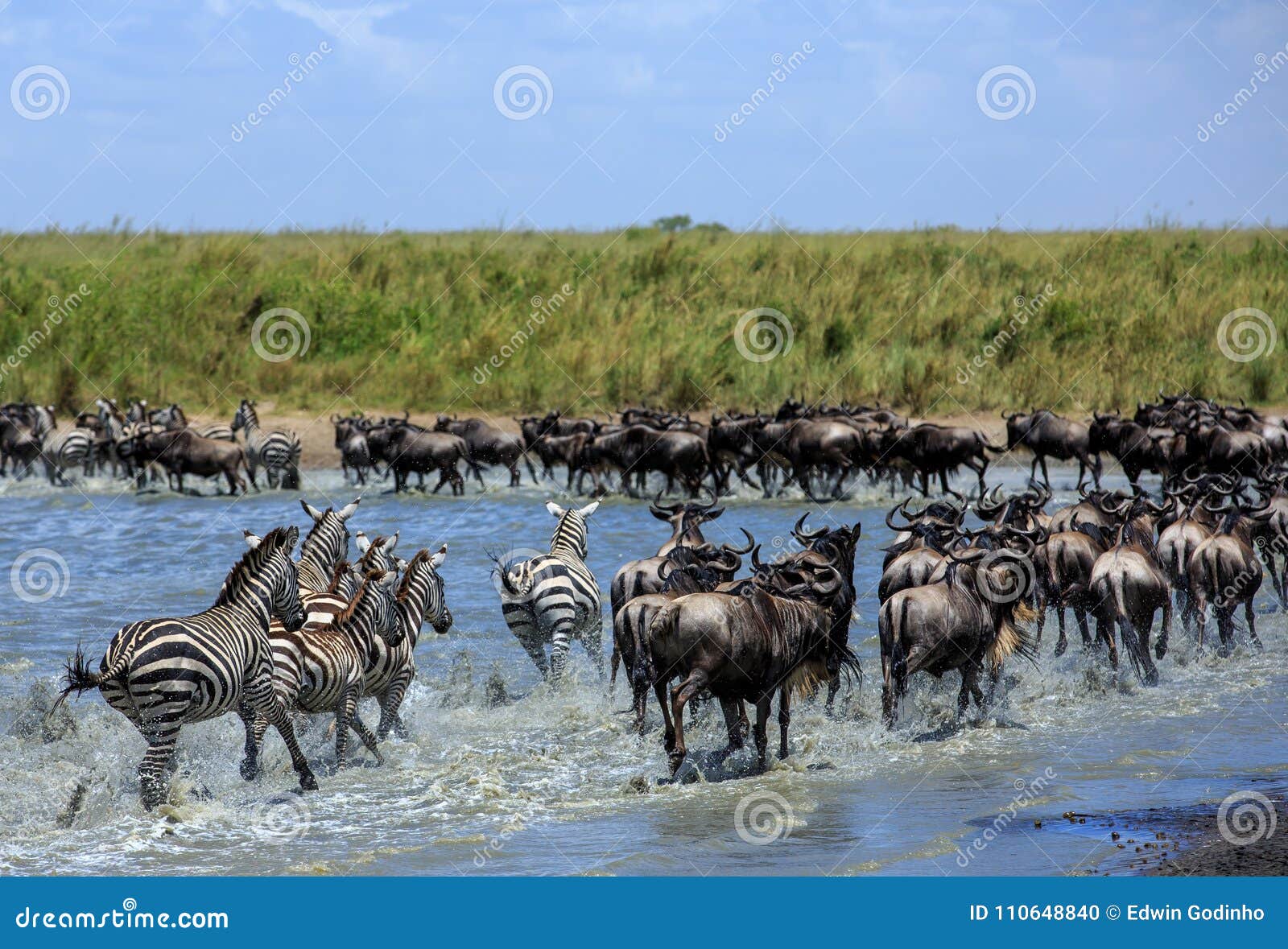 the great migration in the serengeti - wildebeest and zebras