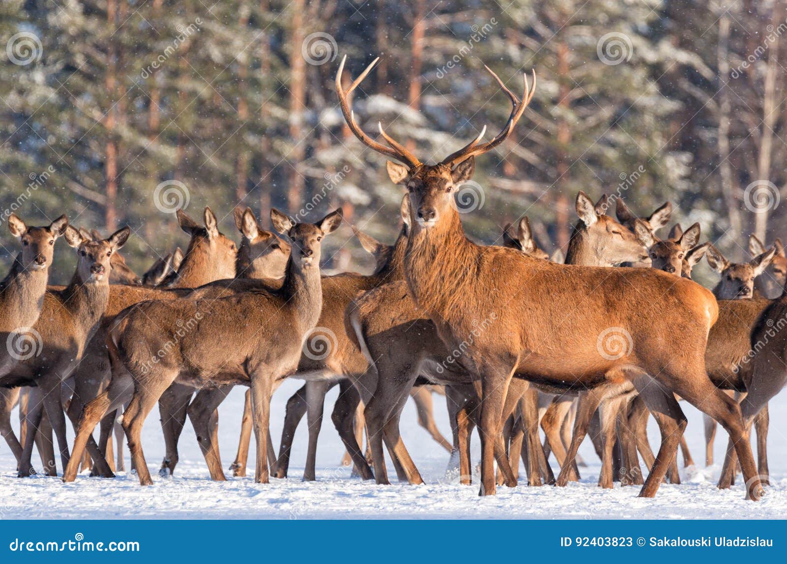 great noble deer surrounded by herd.portrait of a deer, while looking at you.adult deer with big beautiful horns on snowy field.