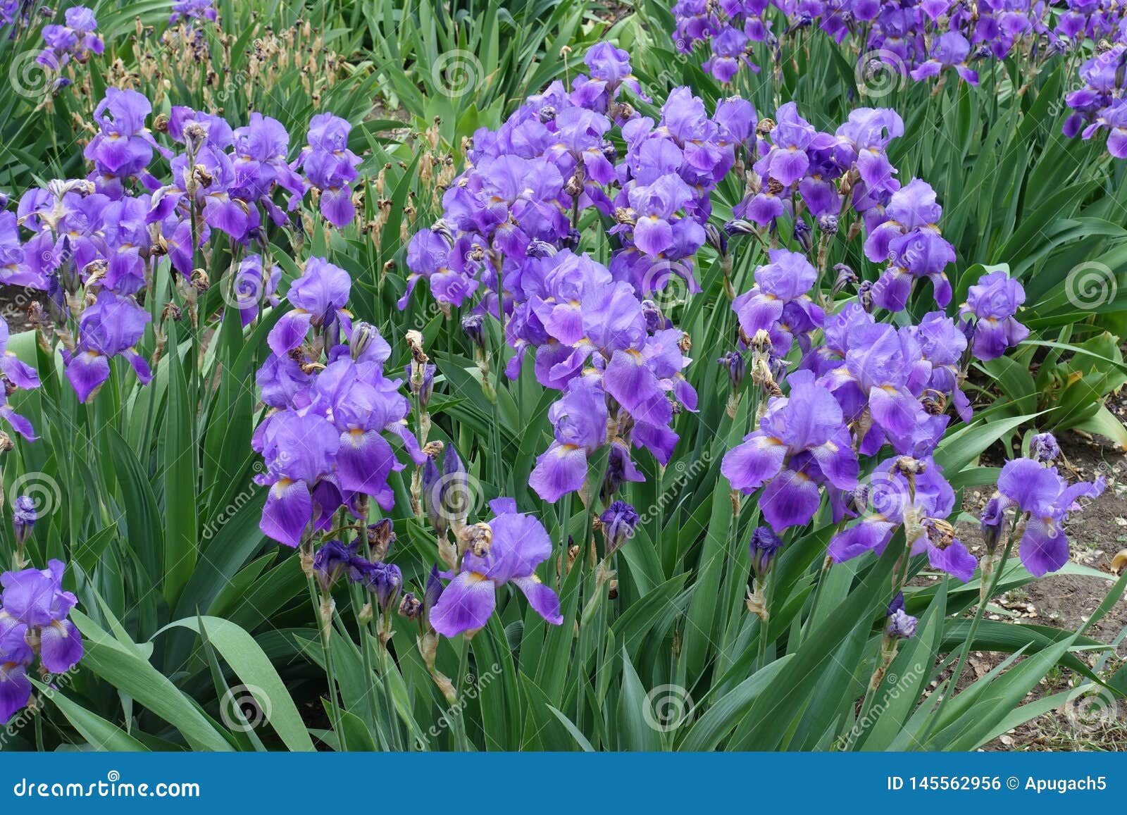 Great Number of Violet Flowers of Iris Germanica Stock Photo - Image of ...