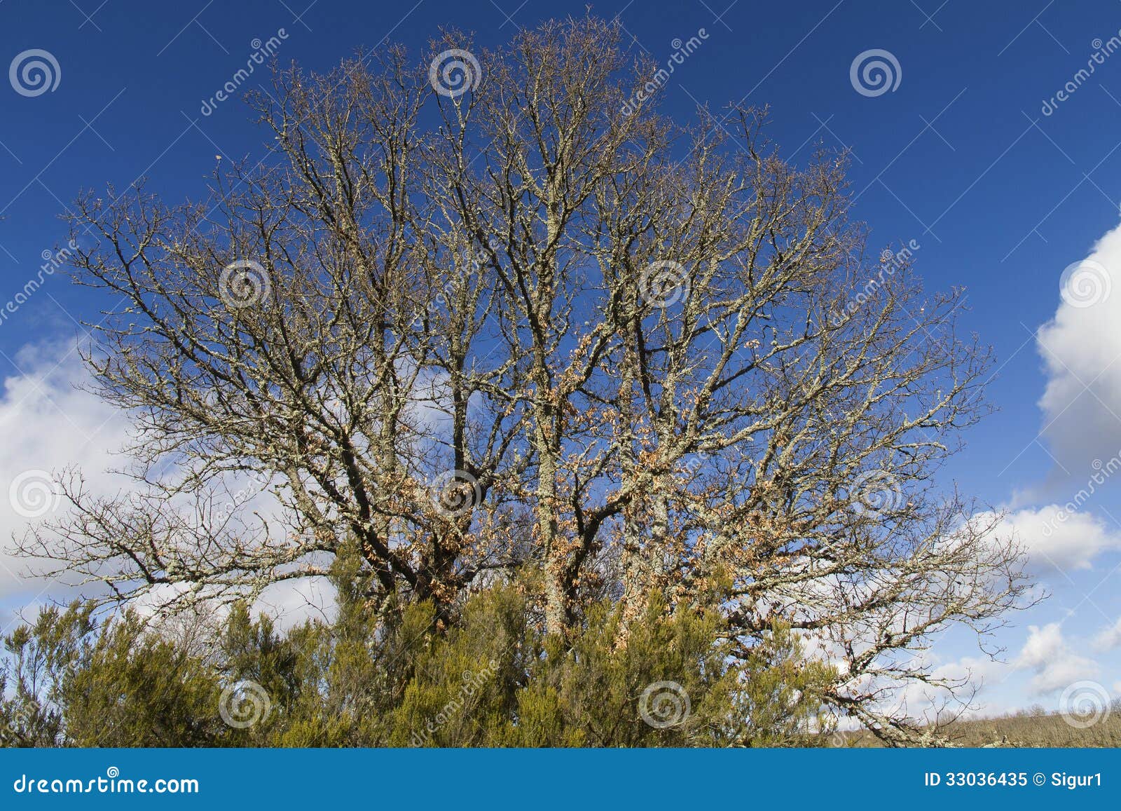 great oak tree with heather