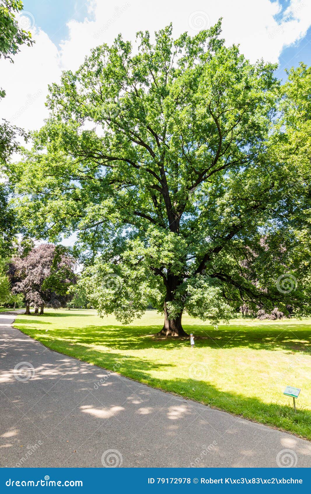 Great Oak Tree stock photo. Image of cumulus, nature 79172978