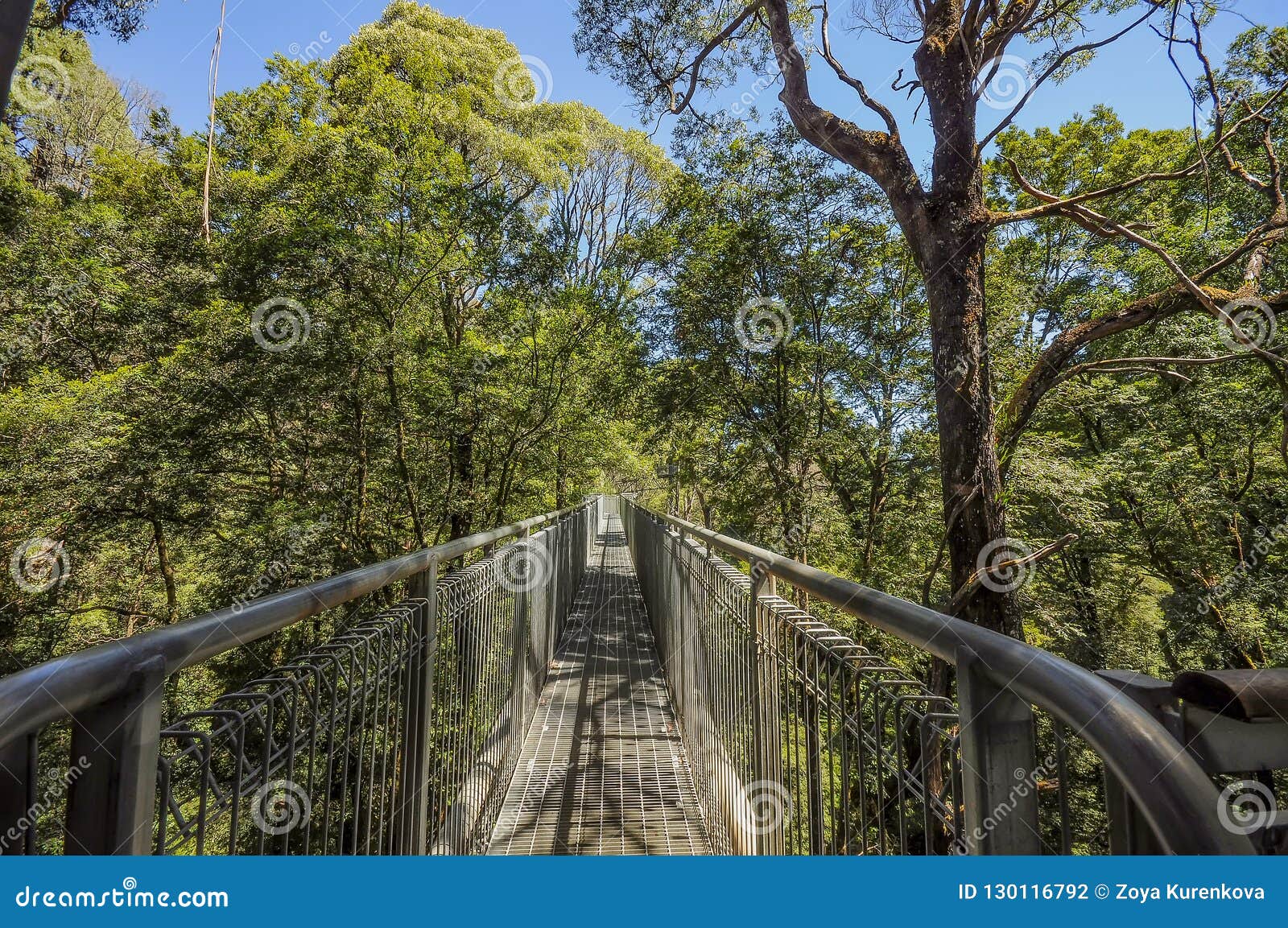 Great Otway National Park. Otway Fly Tree Top Walk Stock Photo Image