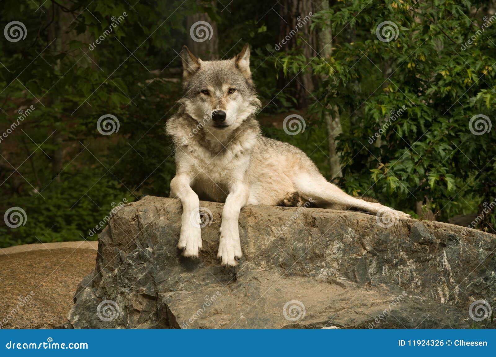 great plains wolf on rock