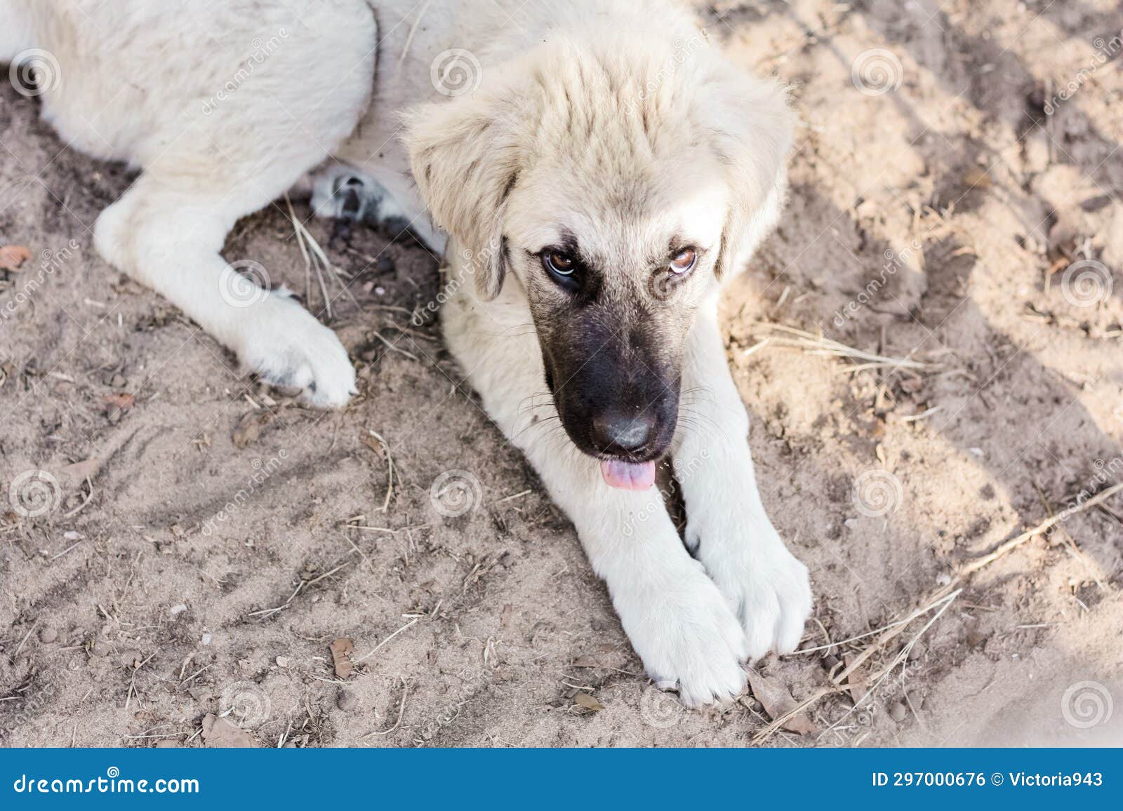 Great Pyrenees and Anatolian Shepherd Puppy Mix Full Body View Stock