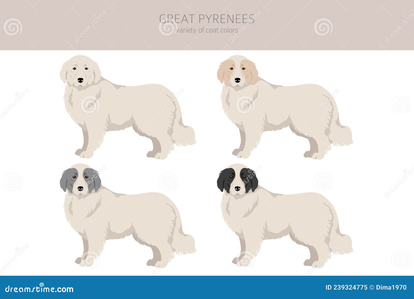 Great Pyrenees Clipart. Different Poses, Coat Colors Set Stock Vector