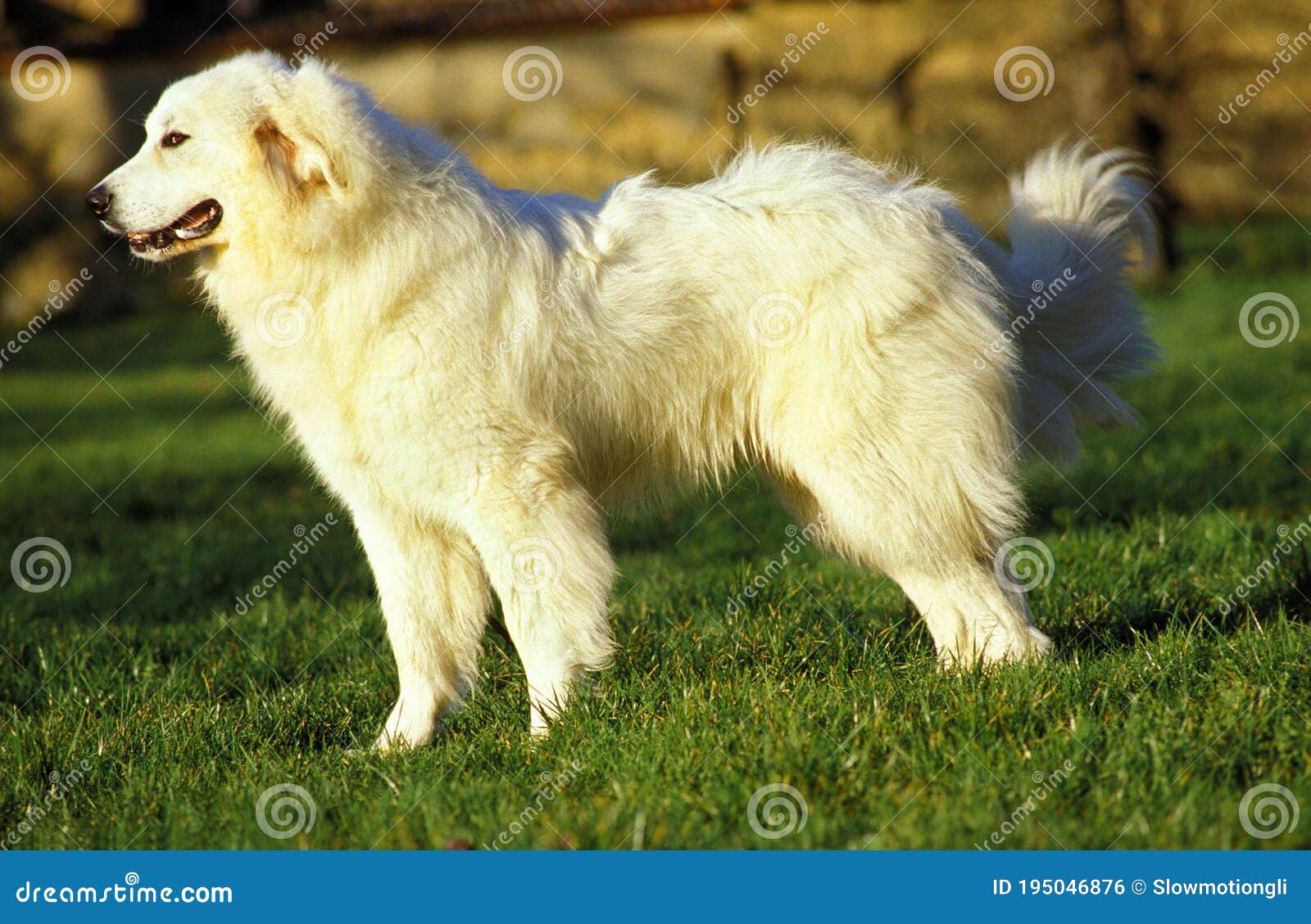 Do Male Great Pyrenees Get Along