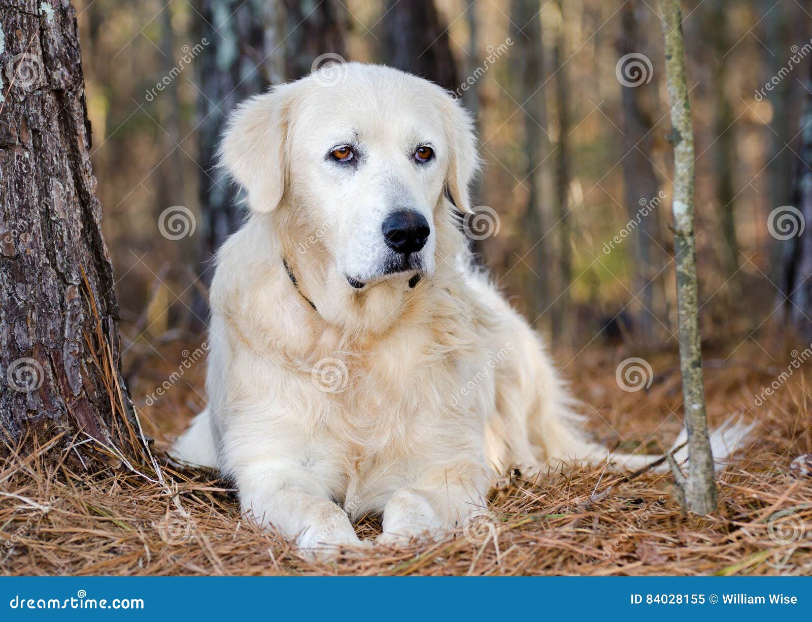 Great Pyrenees Livestock Guardian Dog Stock Image Image Of Eyes Bulldog 84028155