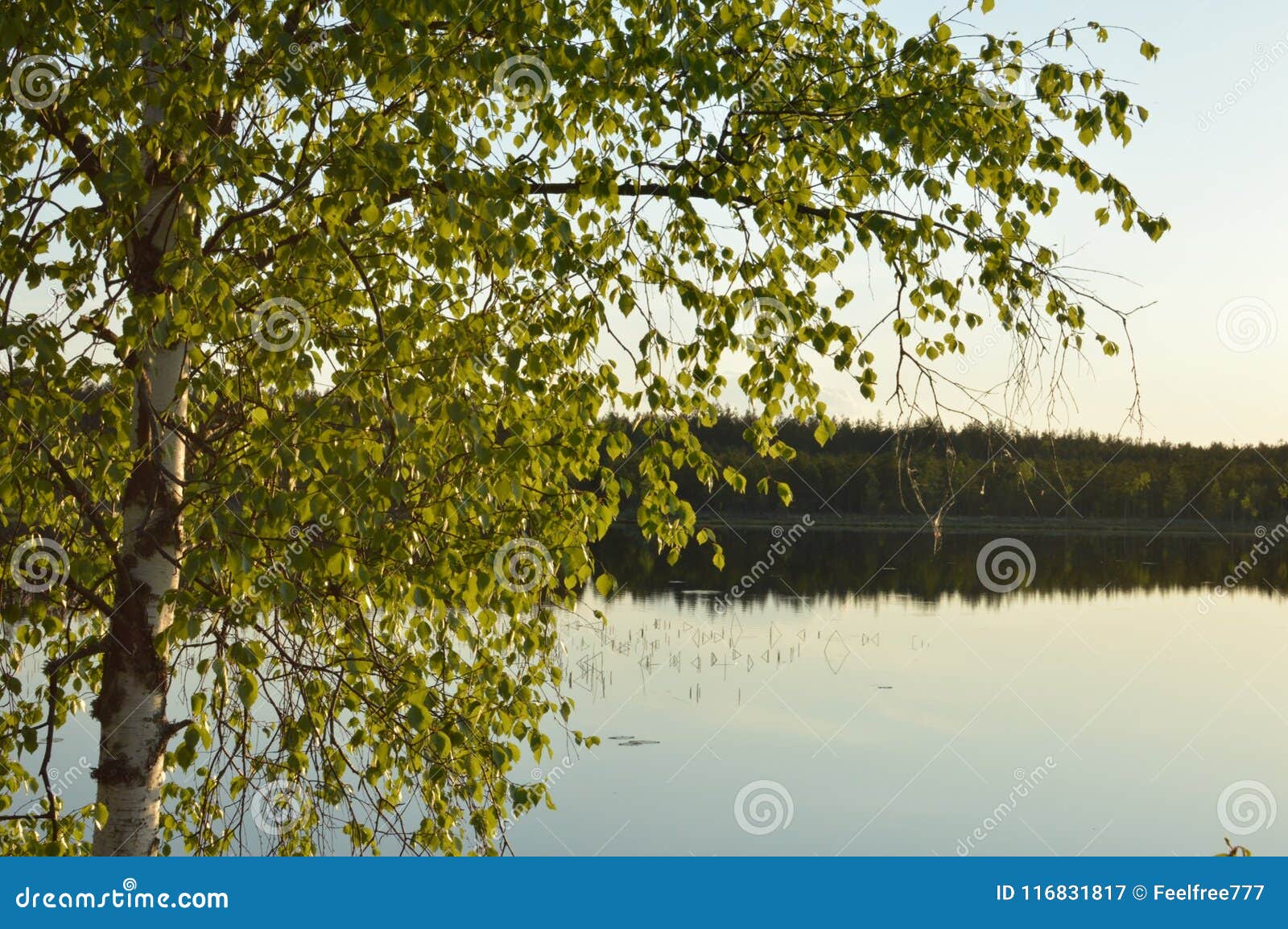magical birch forest lake meditation and relaxing picture