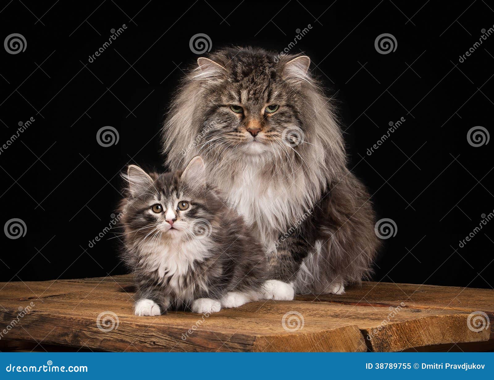 great siberian cat on black background with wooden texture