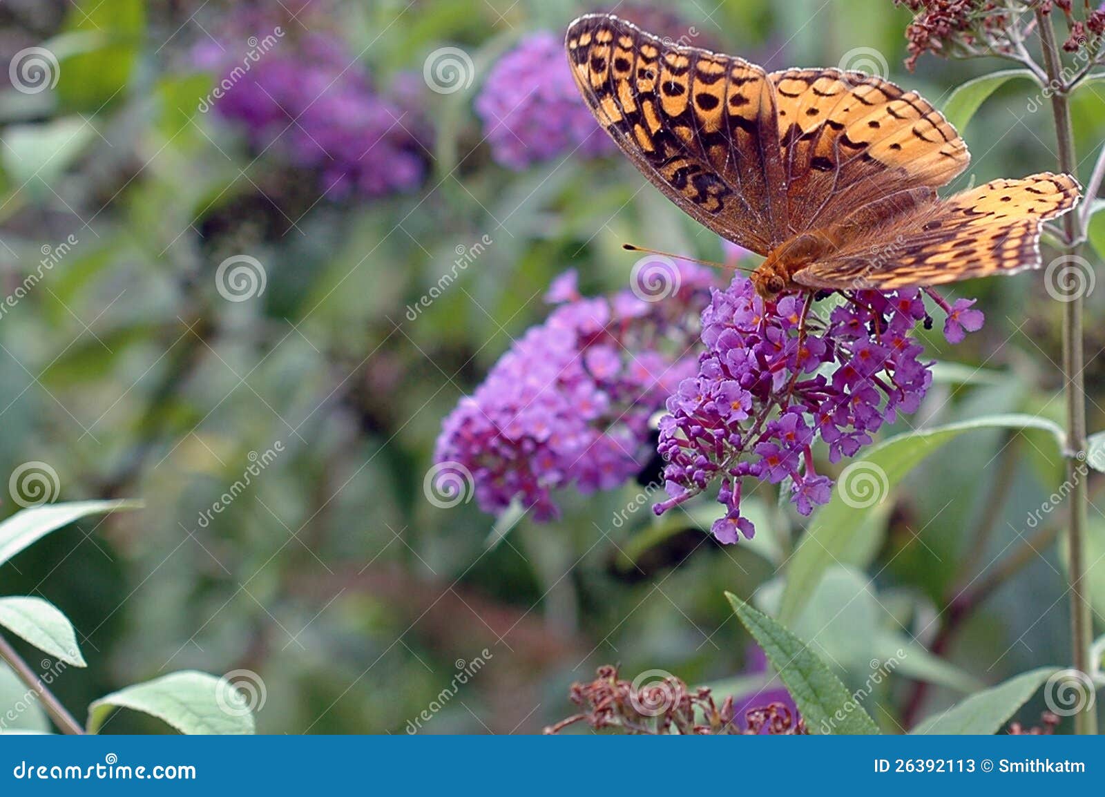 great spangled fritillary (speyeria cybele)