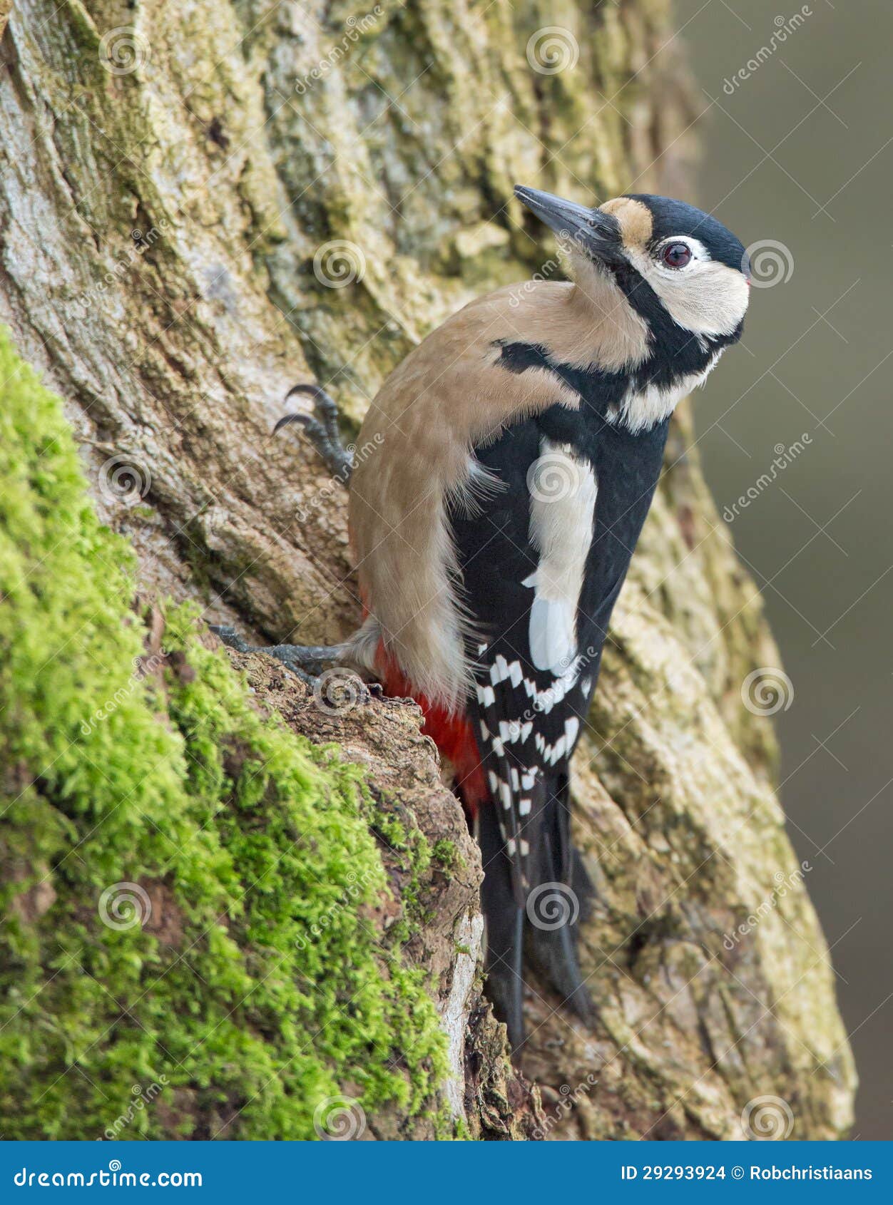 Great spotted woodpecker. (Dendrocopos major). Great spotted woodpecker on a tree. (Dendrocopos major)