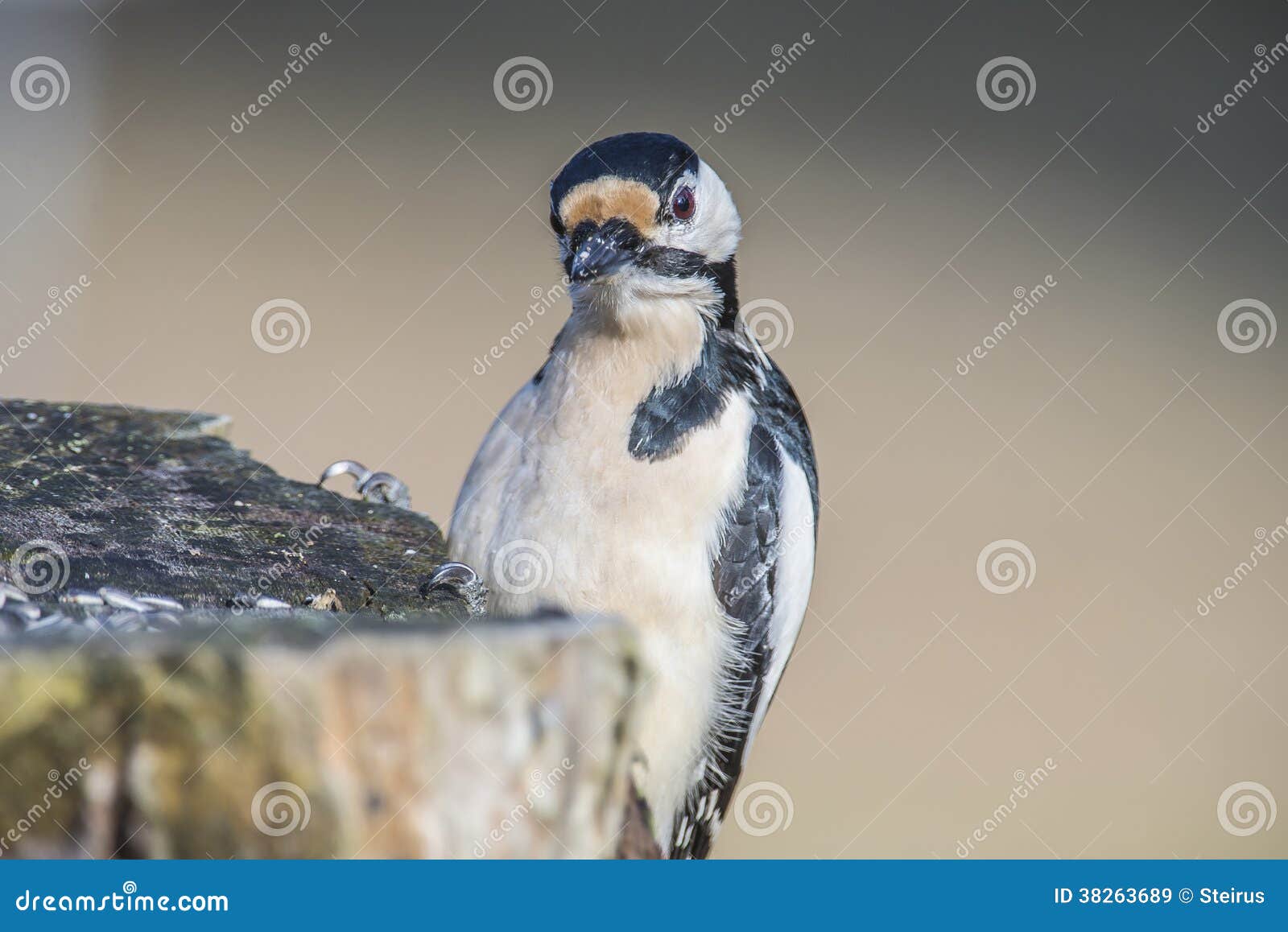 Great Spotted Woodpecker (Dendrocopos Major) Close-up Stock Image