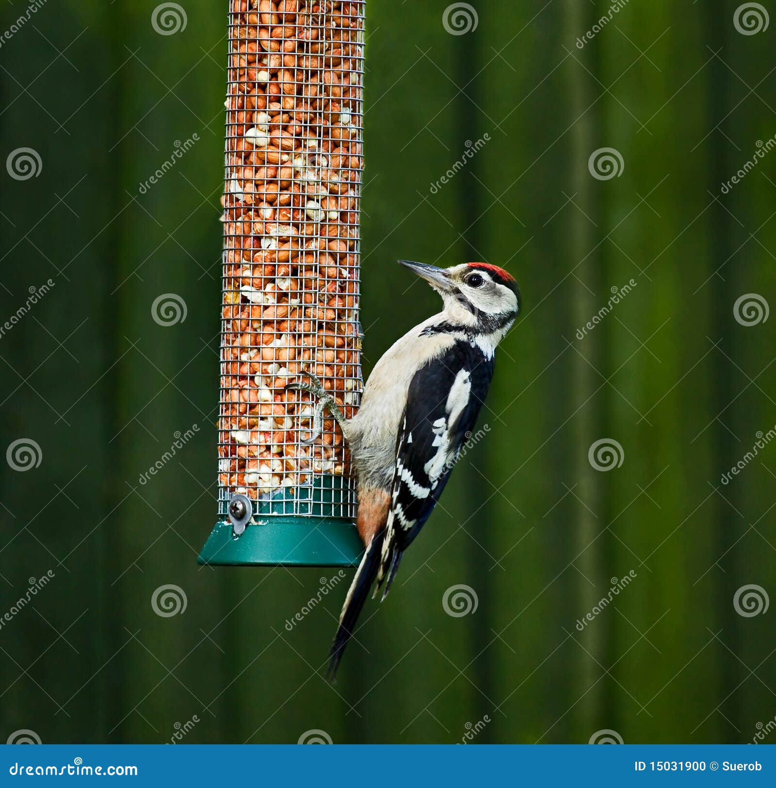 Great Spotted Woodpecker on Feeder Stock Photo - Image of baby