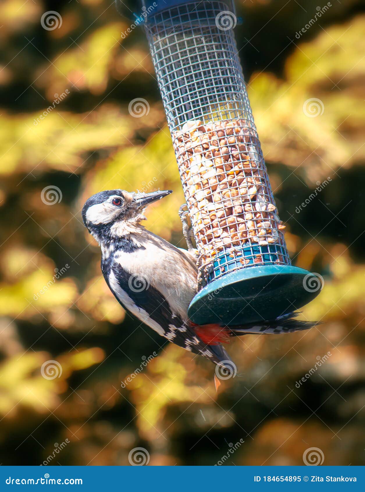 The Great Spotted Woodpecker Feeding from the Bird Feed Stock Image