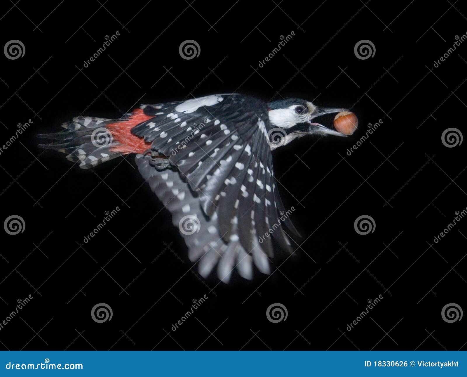 Great Spotted Woodpecker Flight with a Nut Stock Photo - Image of