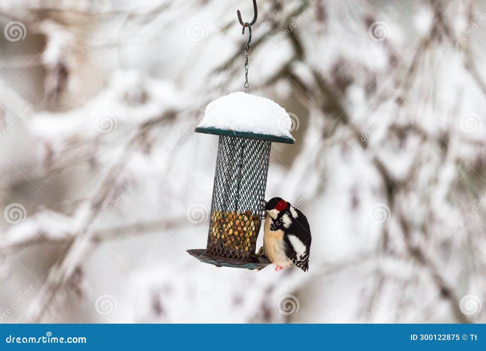 Great Spotted Woodpecker Looking at Nuts in Feed Editorial Image