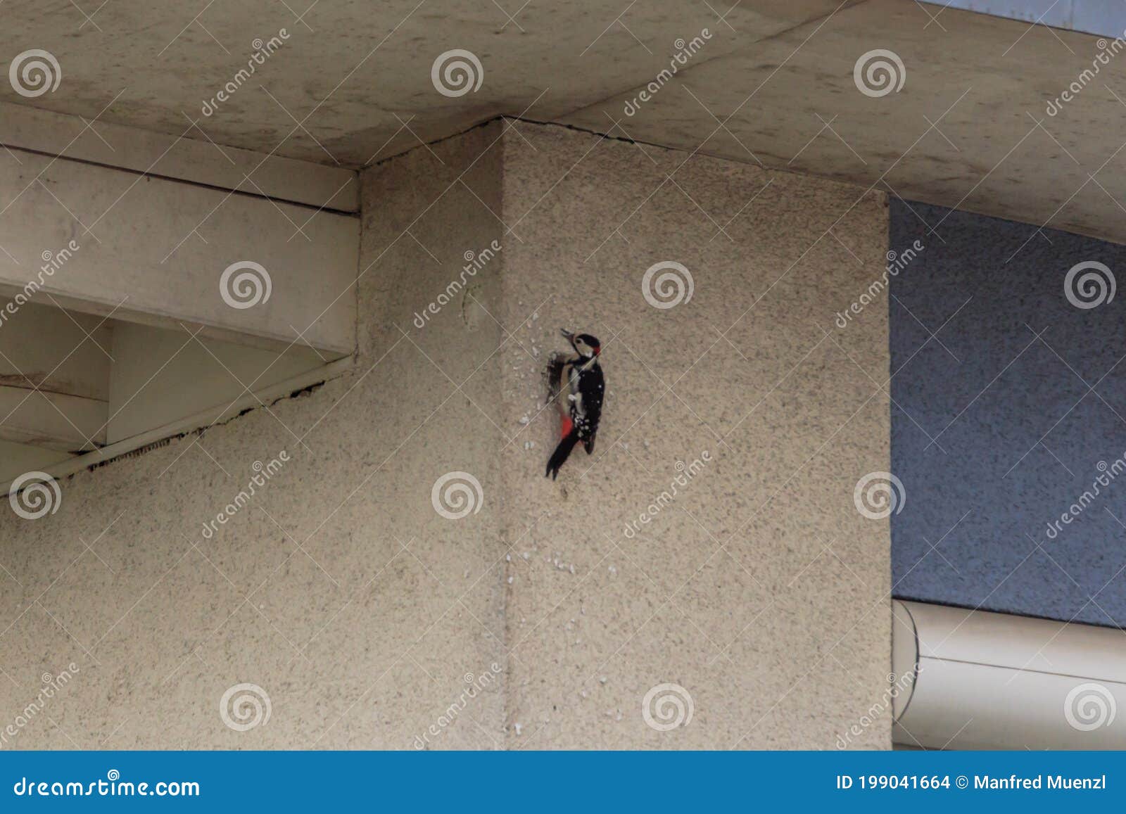 Woodpecker Knocking at the Wall of a House Stock Photo Image of