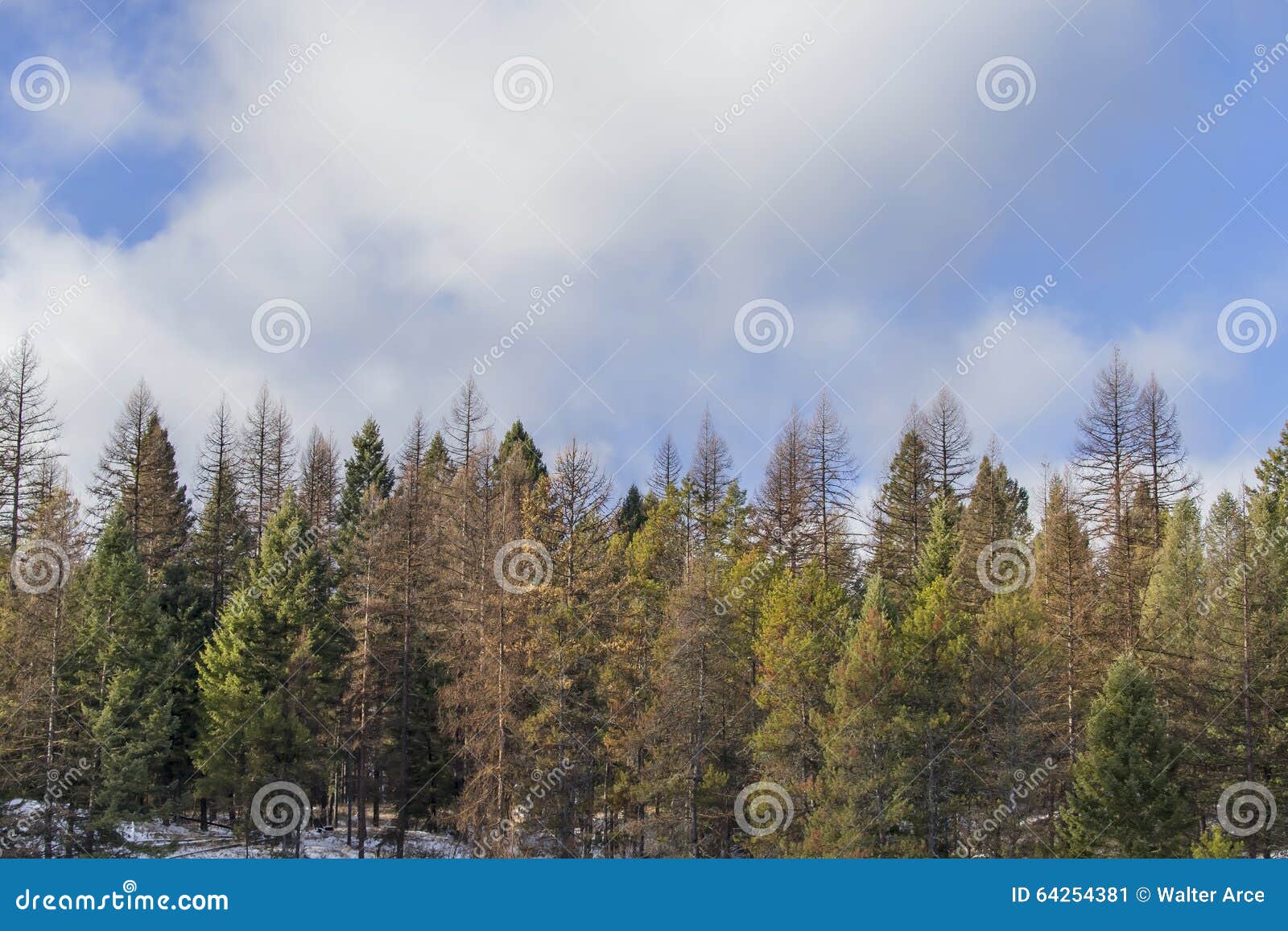 Great State of Montana stock image. Image of people, morning 64254381