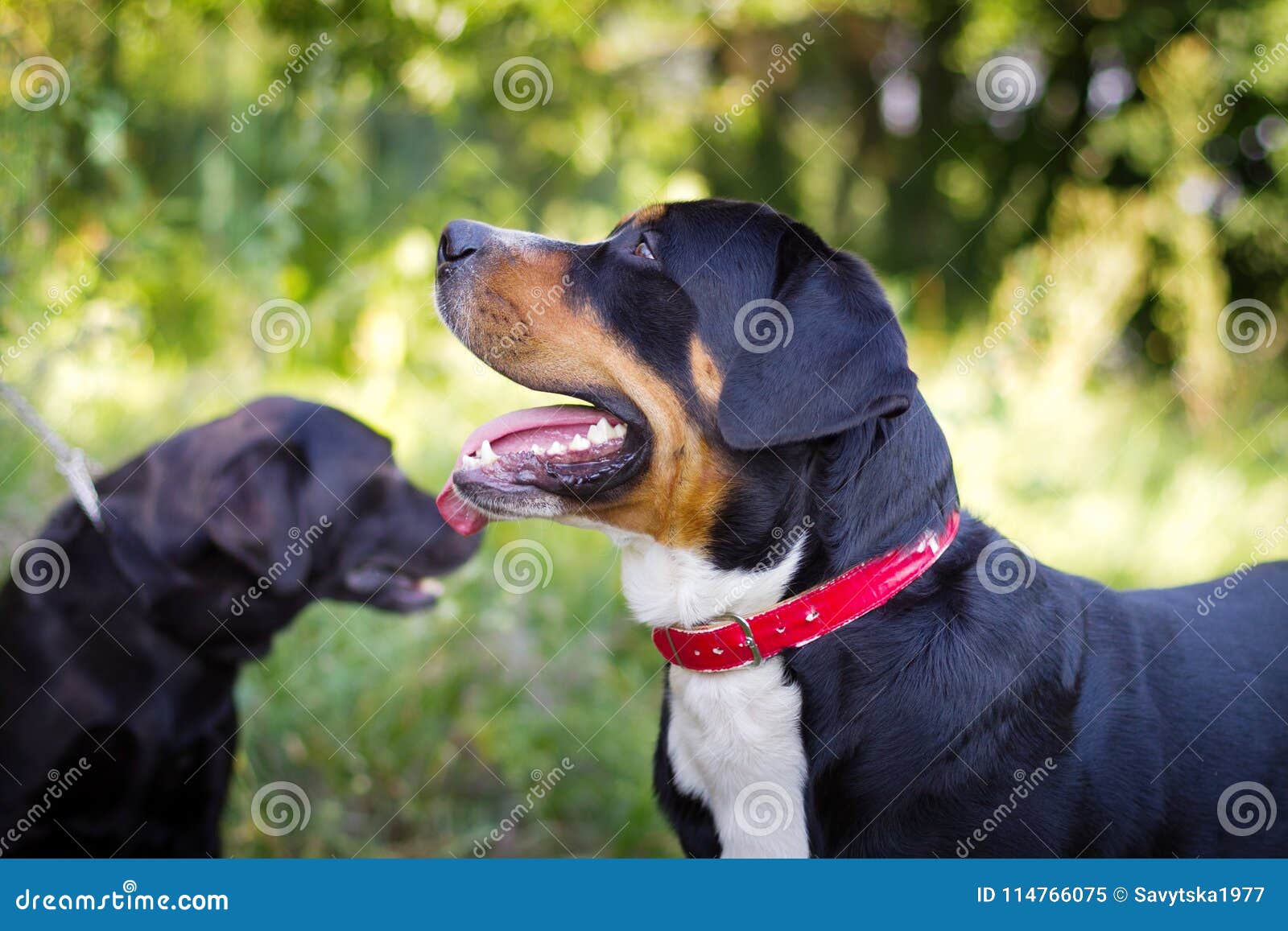 Mix welpen sennenhund labrador Labrador Mix