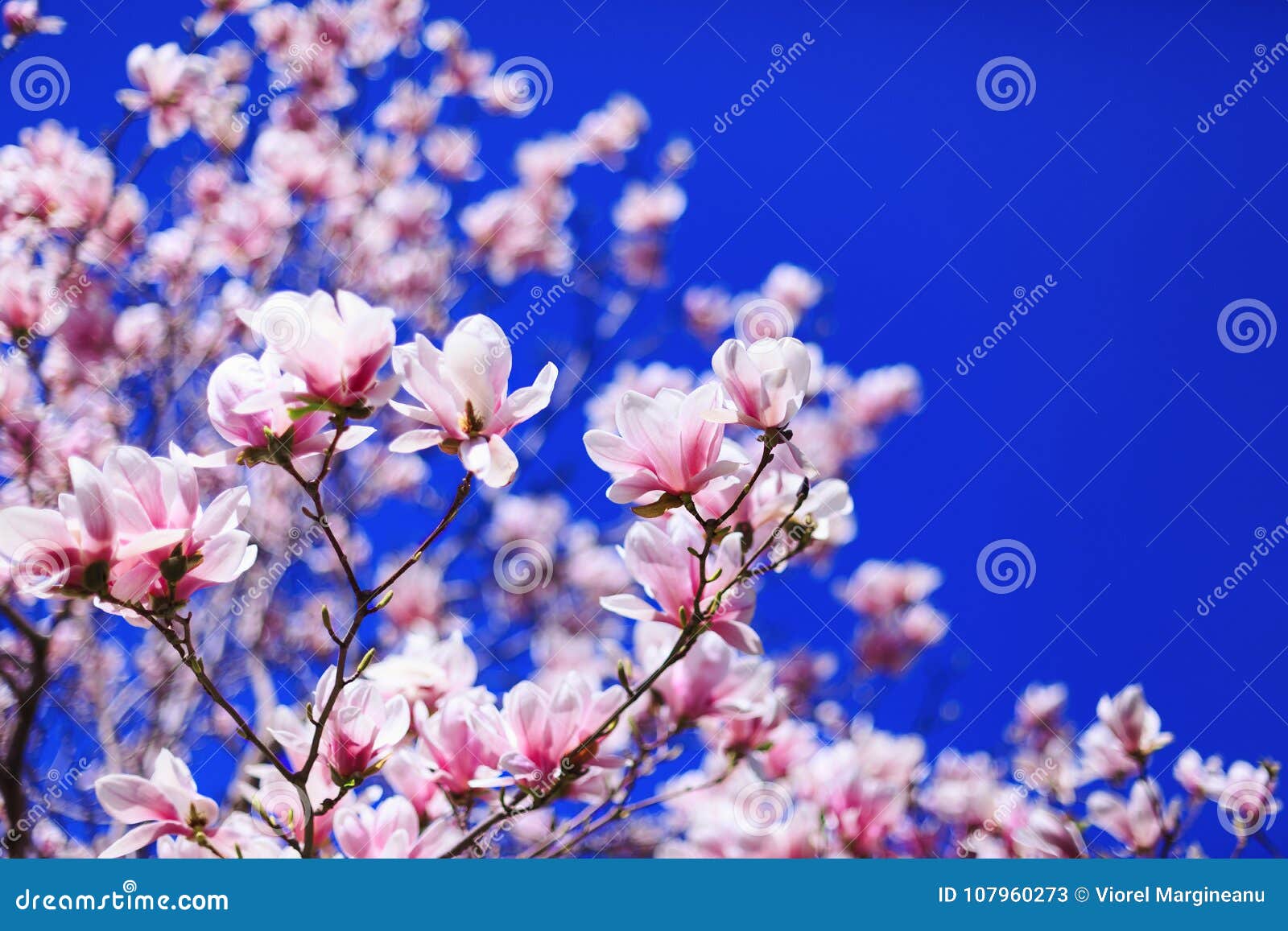 great texture of magnolia pink fowers on blue sky background. best for march 8 international womens or women day