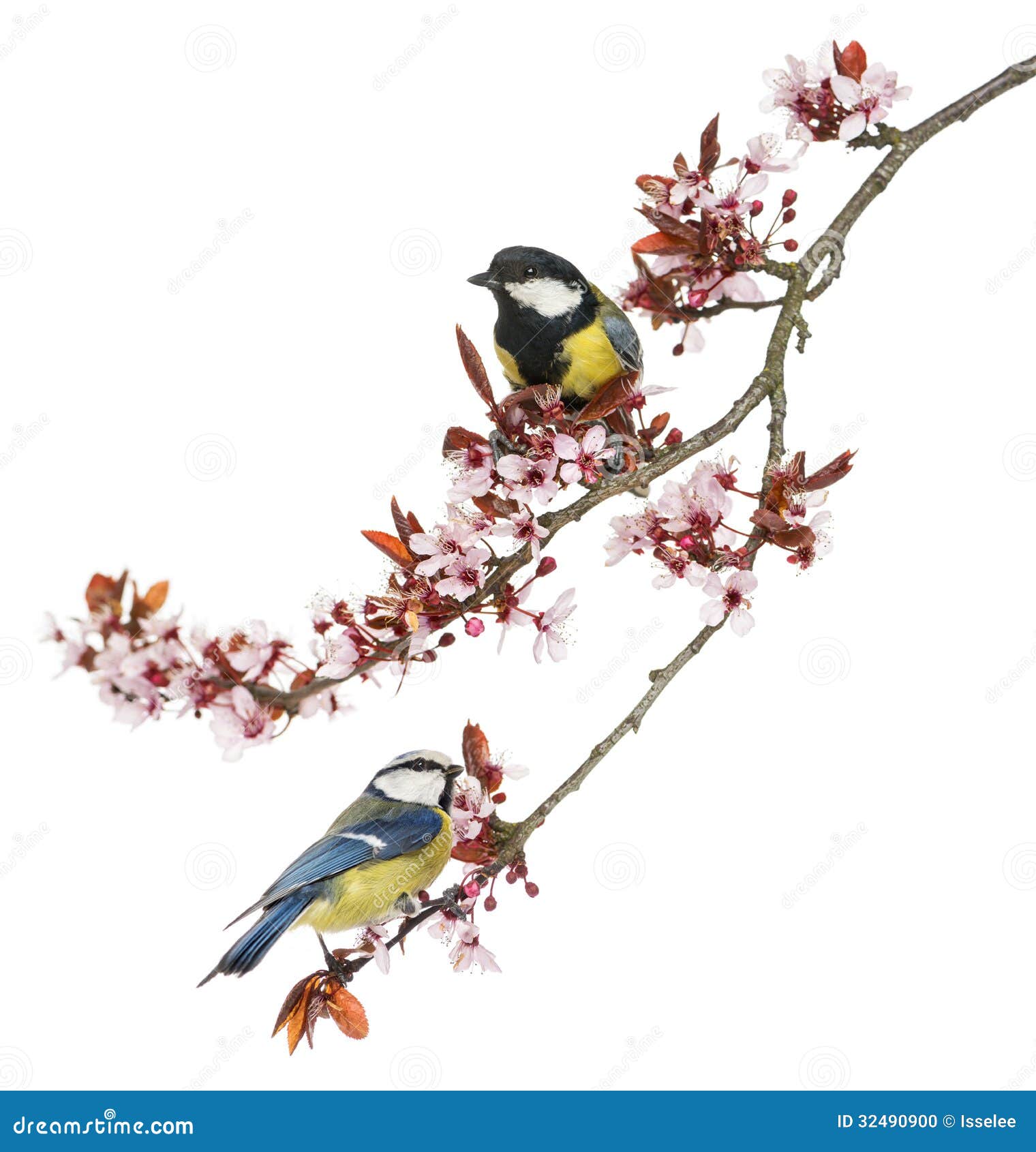 great tit and blue tit perched on a blossoming branch, 