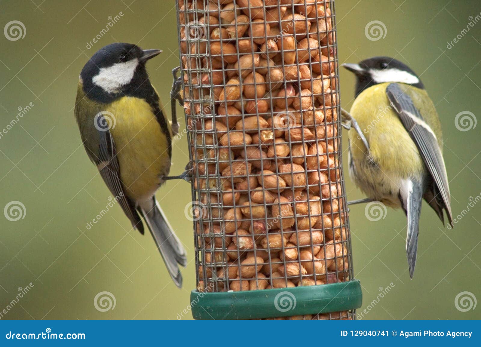 great tit, koolmees, parus major