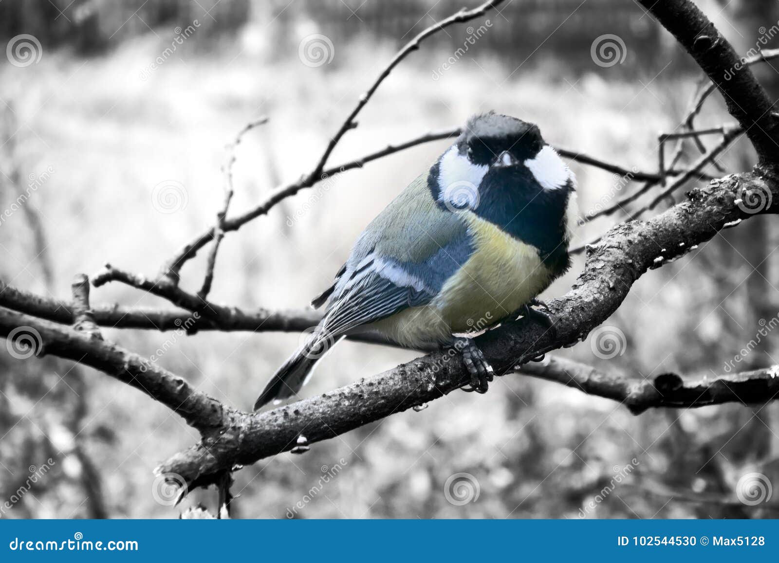 In Winter Great Tits Has Hungry Life Stock Photo - Image of fauna, nourish:  102544530
