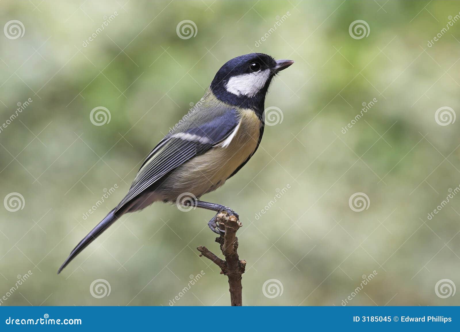 great tit - parus major