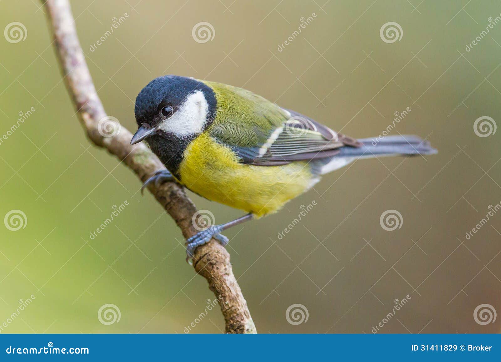 great tit, parus major