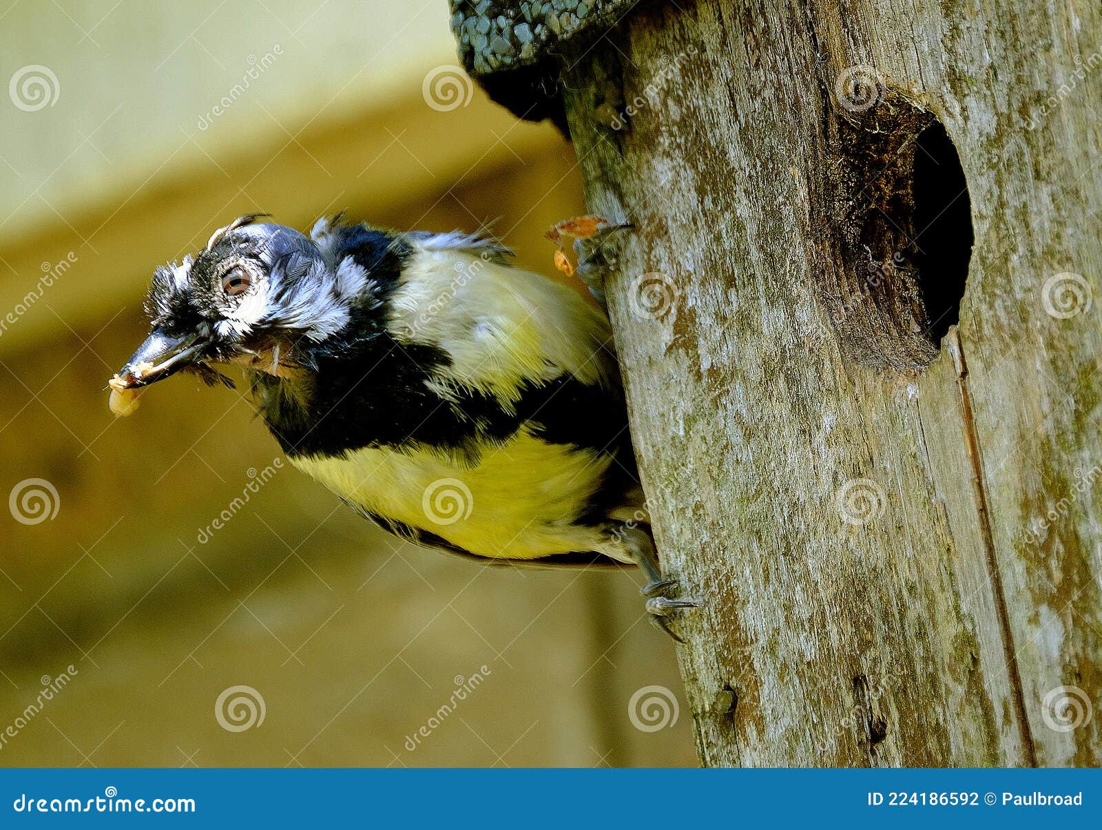 Male Great Tit Feeding Young in Garden Bird Box. Stock Photo