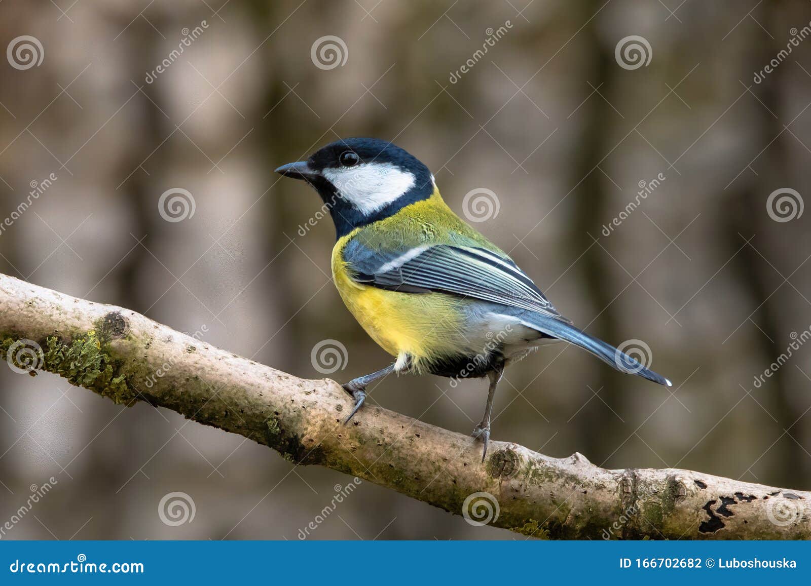 Great Tit, Parus Major. is a Passerine Bird in the Tit Family