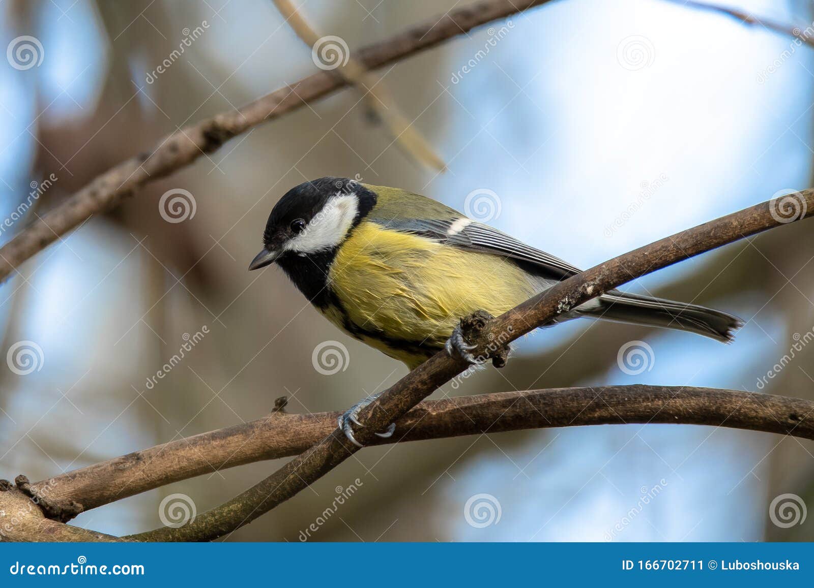 Great Tit, Parus Major. is a Passerine Bird in the Tit Family