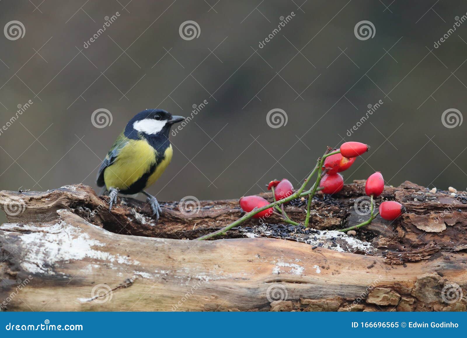 A Great Tit Perched Up on Dead Wood Stock Image - Image of central