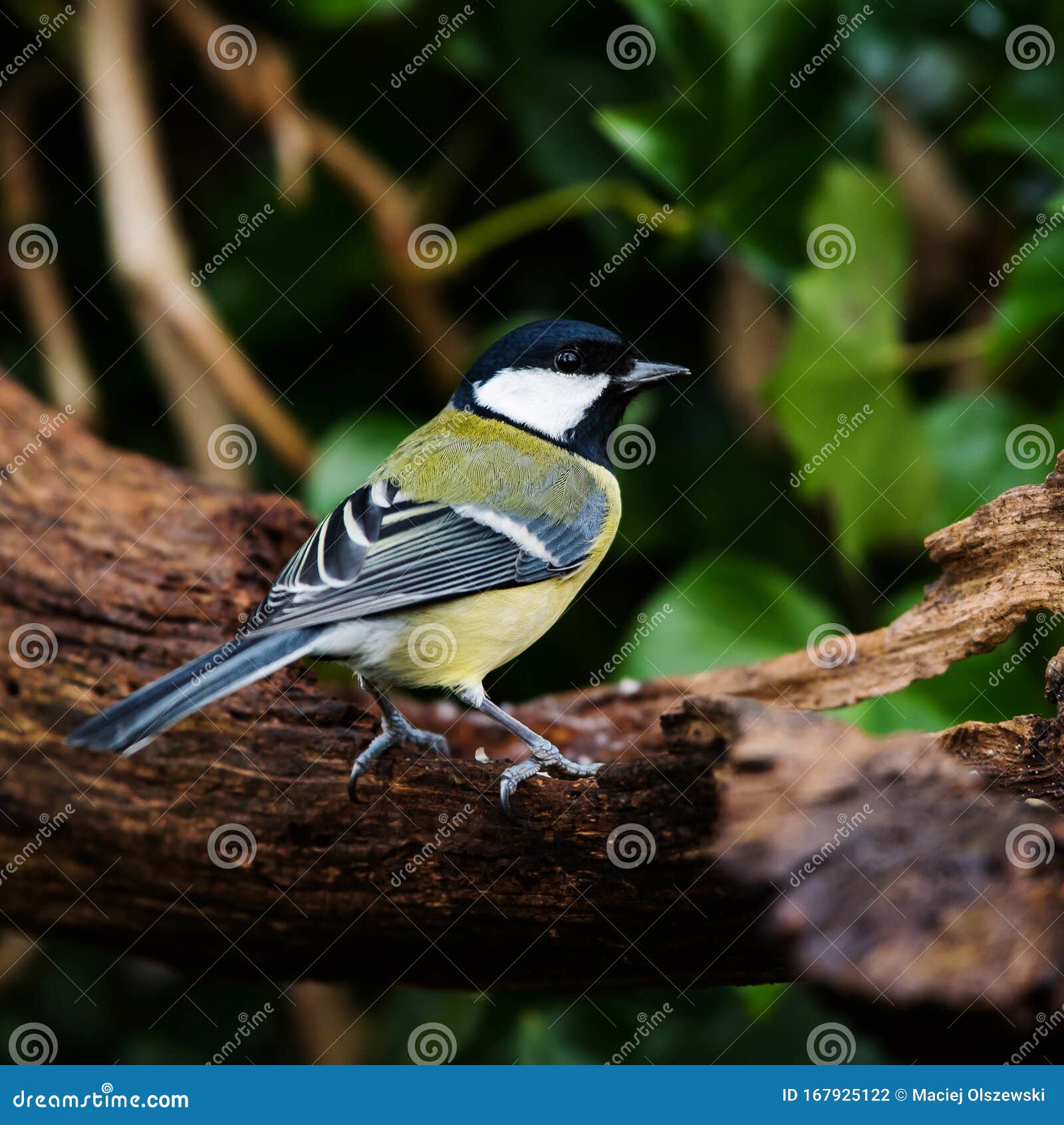 Great tits stock photo. Image of environment, tits, wildlife