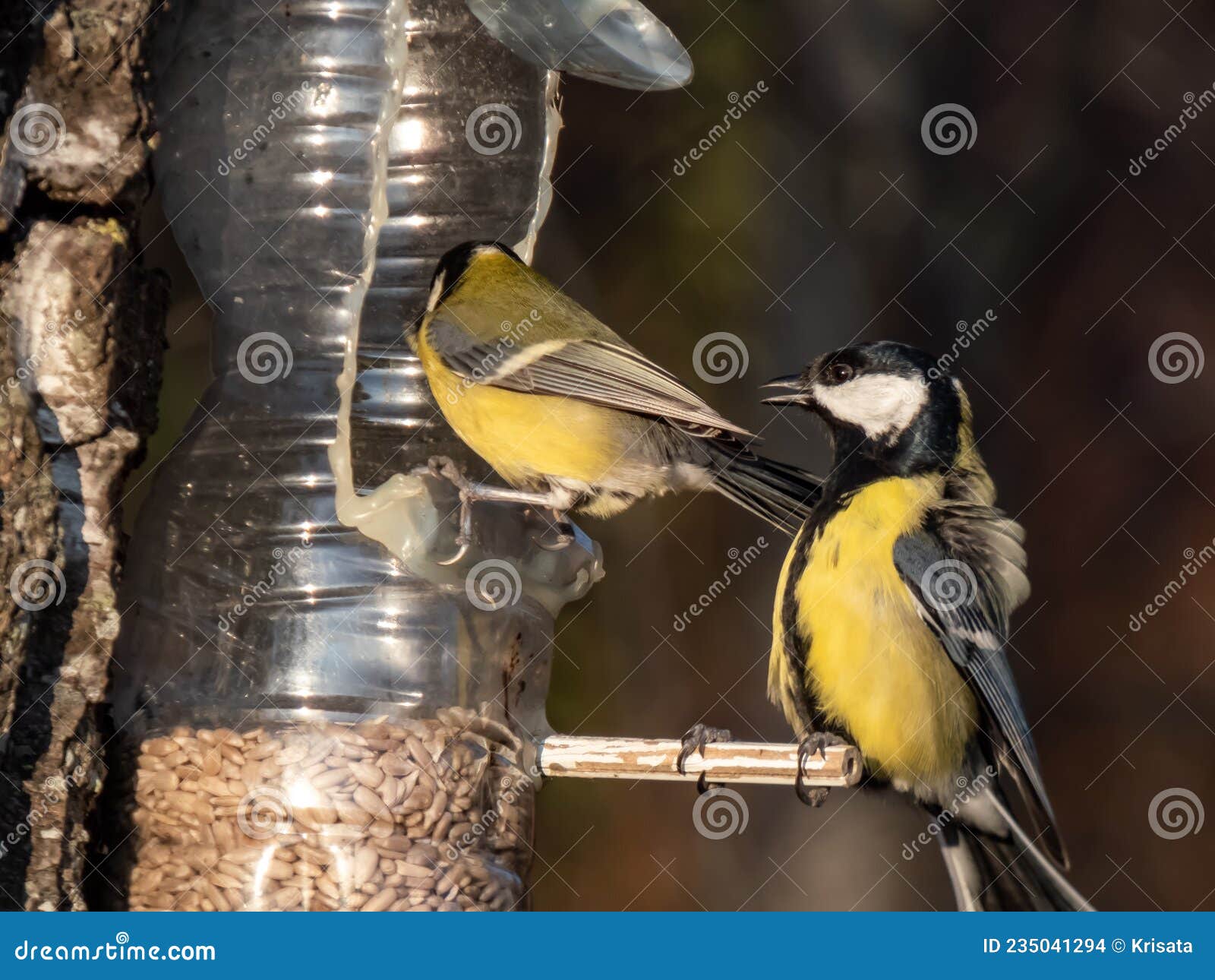 Great Tits Visiting Bird Feeder from Reused Plastic Bottle Hanging