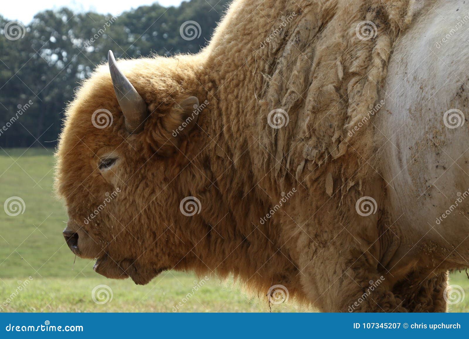 Great white buffalo stock image. of horns, indians - 107345207