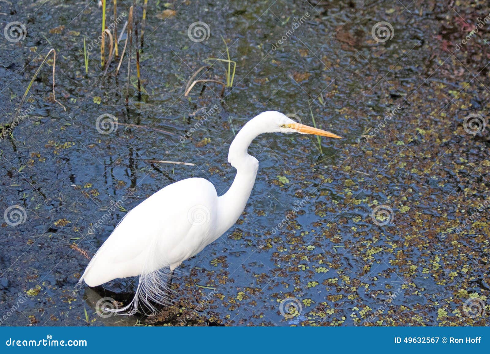 What wading bird has an up-curved bill?