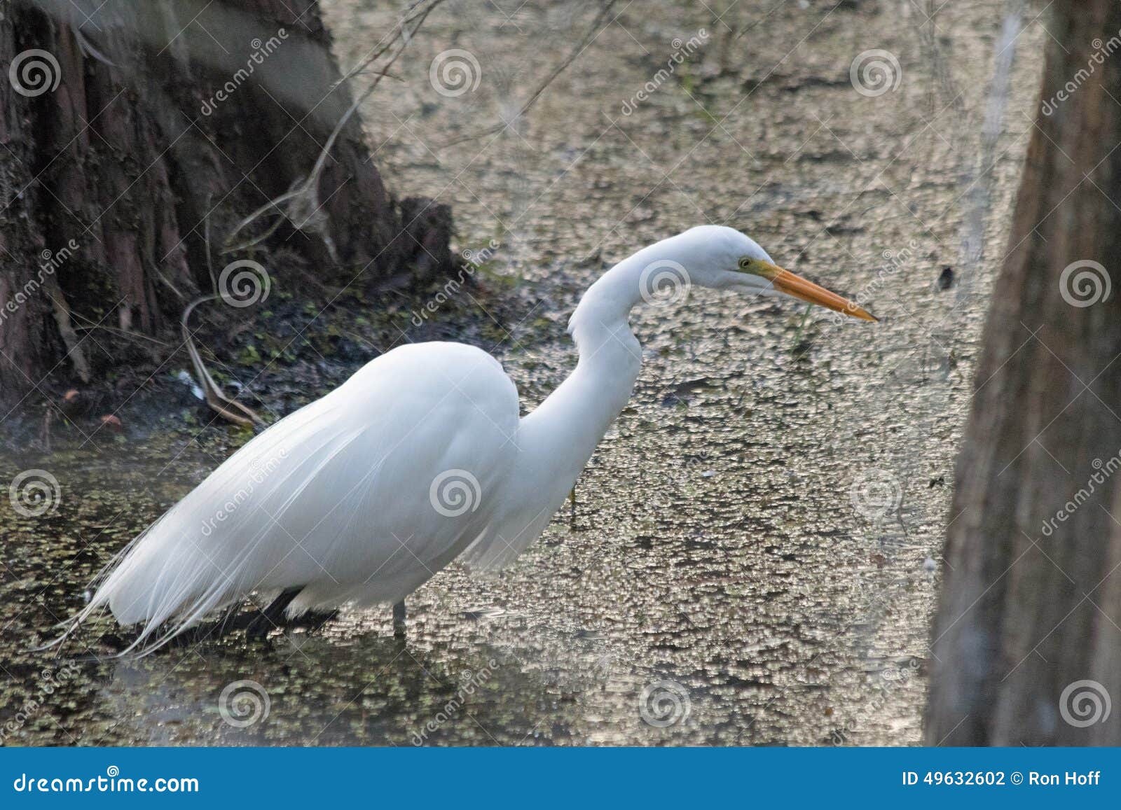 What wading bird has an up-curved bill?