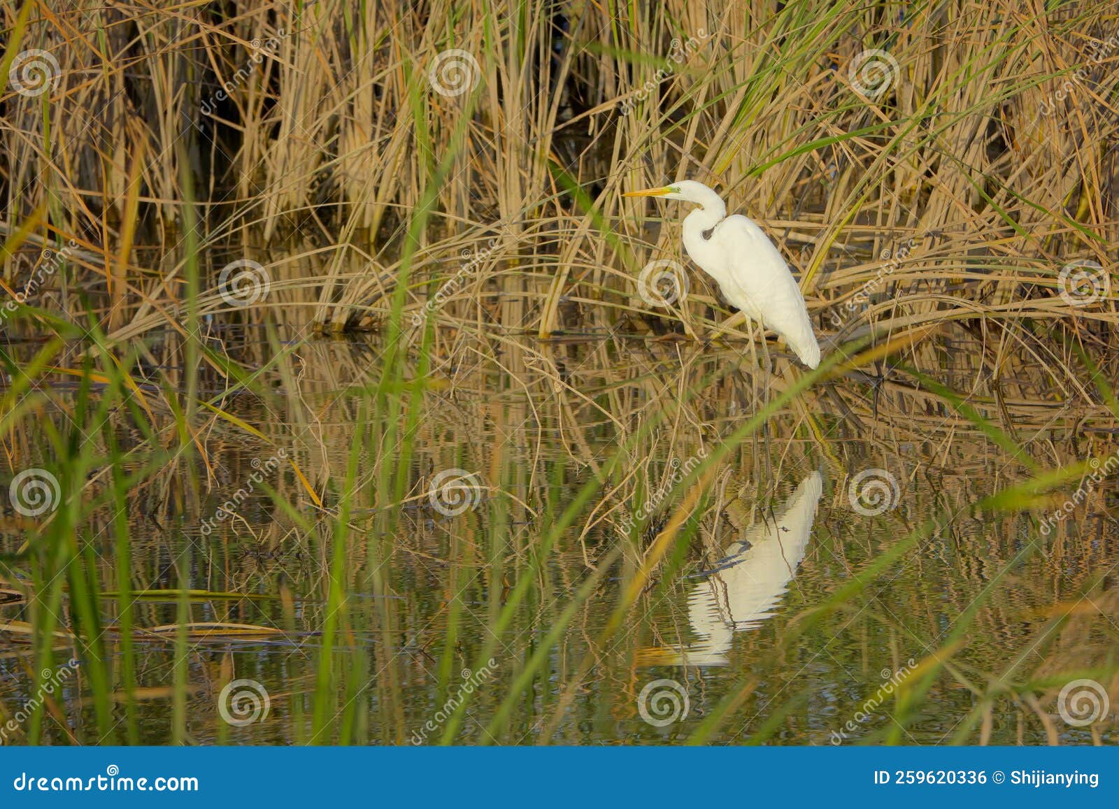 Great White Egret Stock Photo Image Of Fowl Bird Wild 259620336