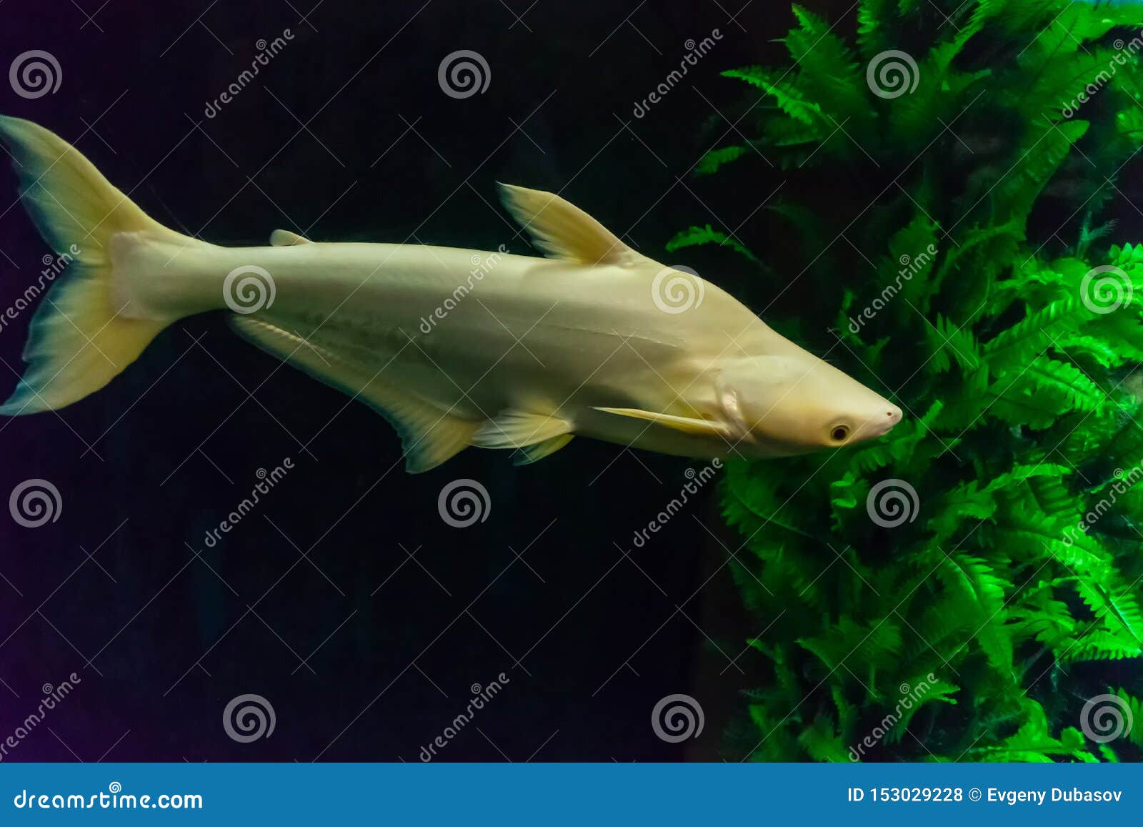 Great White Fish in the Dark with Green Seaweed Stock Photo Image of landscape, deep 153029228
